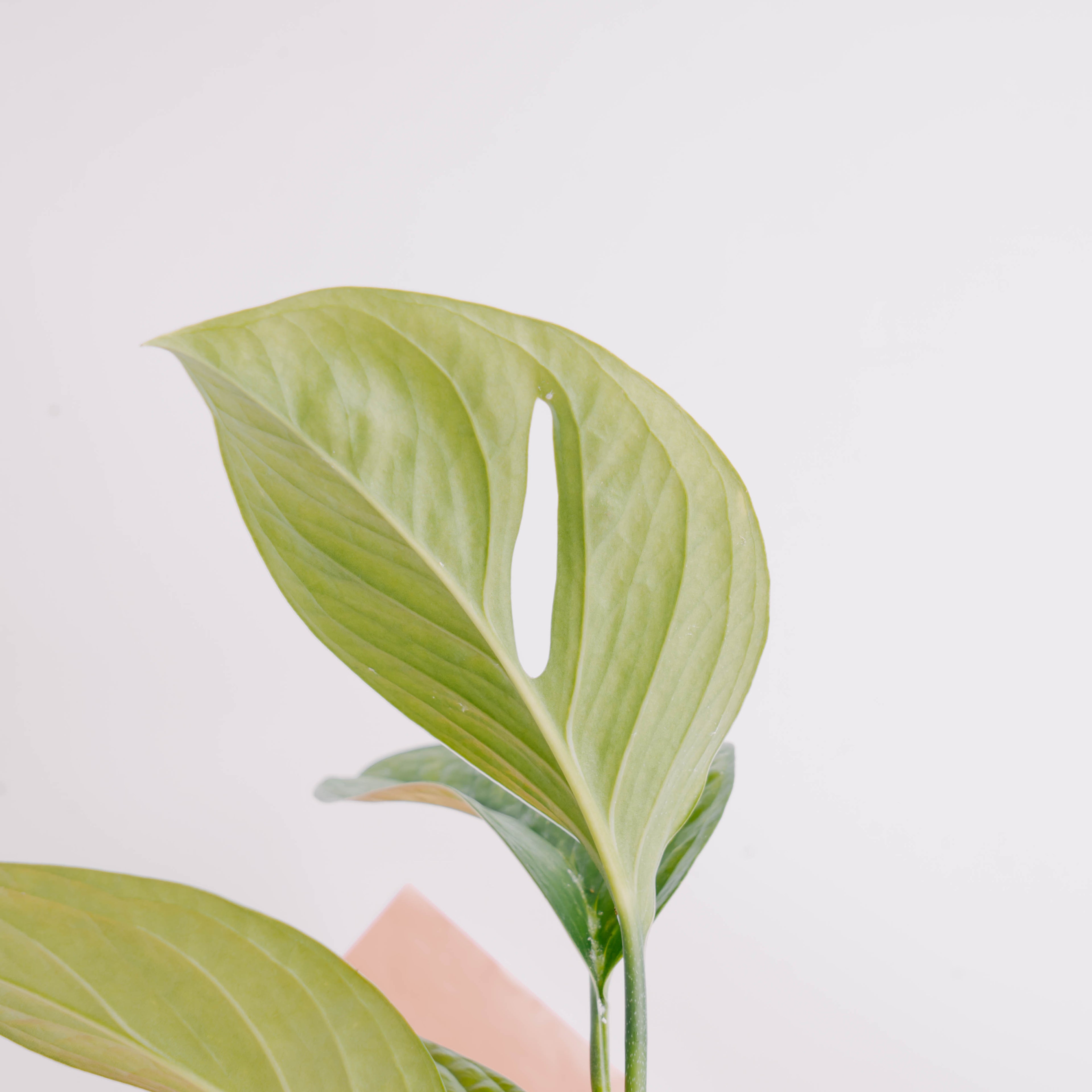 Monstera Pinnatipartita