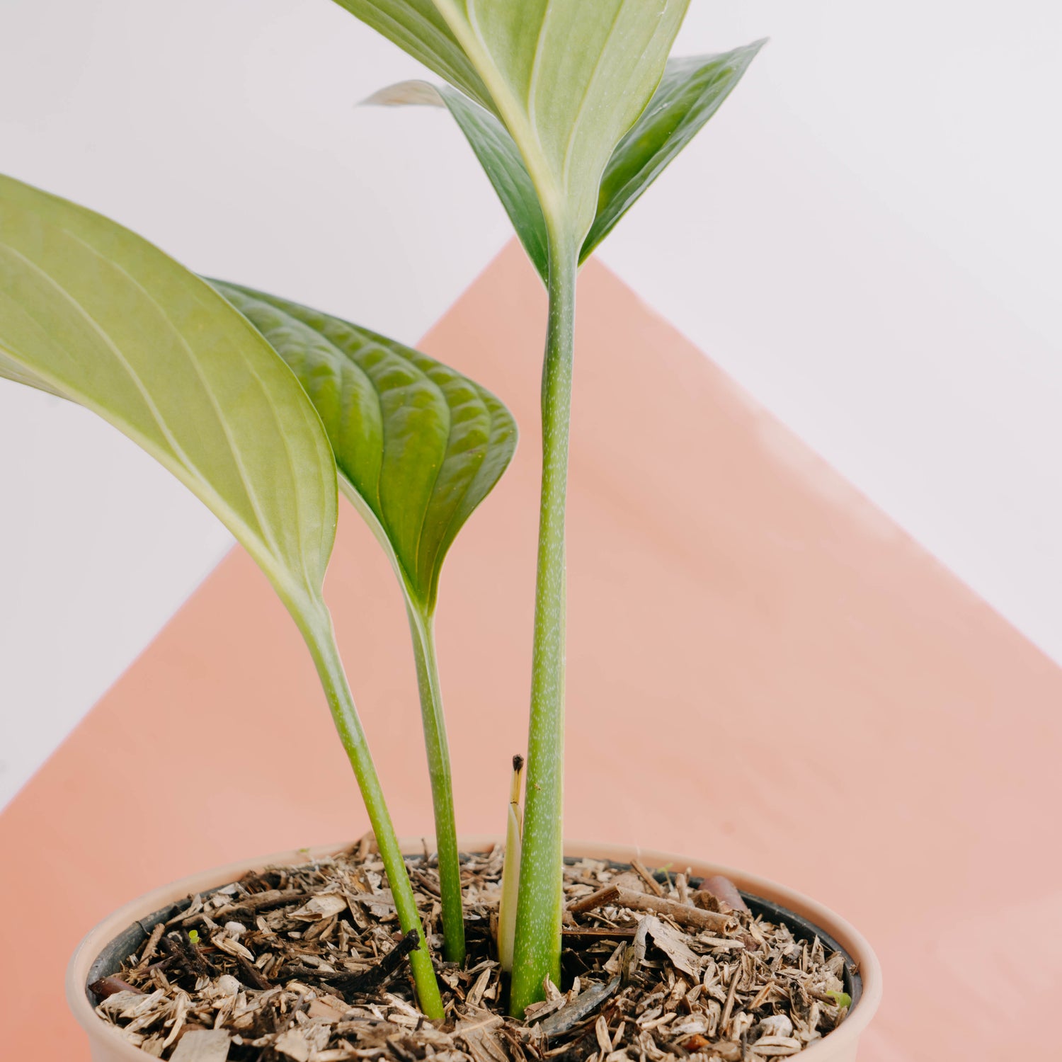 Monstera Pinnatipartita