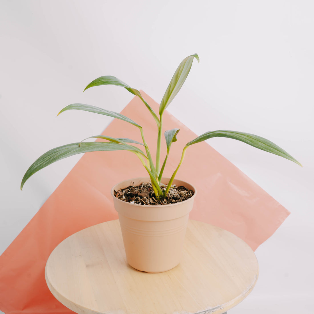 Epipremnum amplissimum silver streak - Greenspaces.id