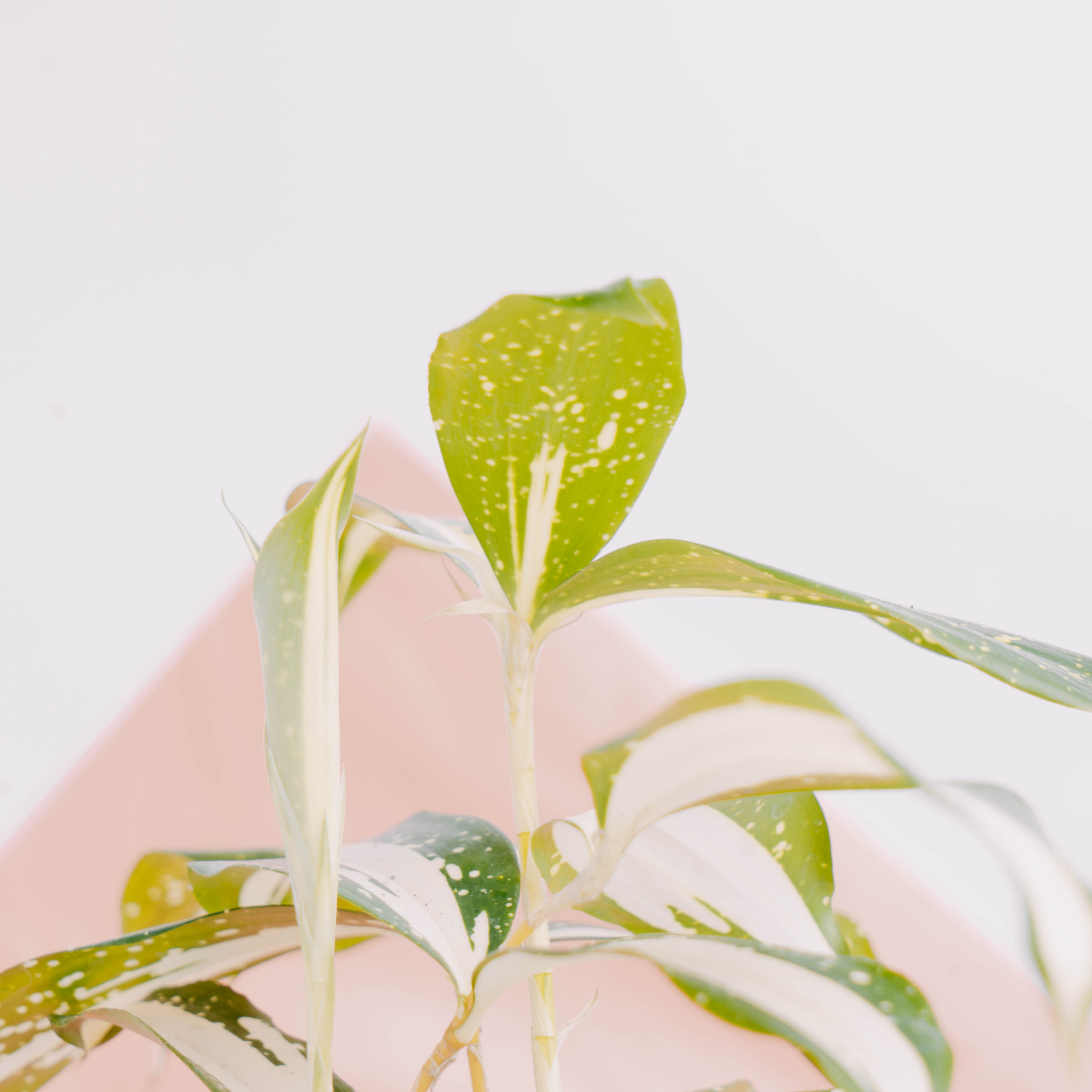 Dracaena Surculosa &