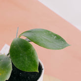 Hoya Anulata - Greenspaces.id