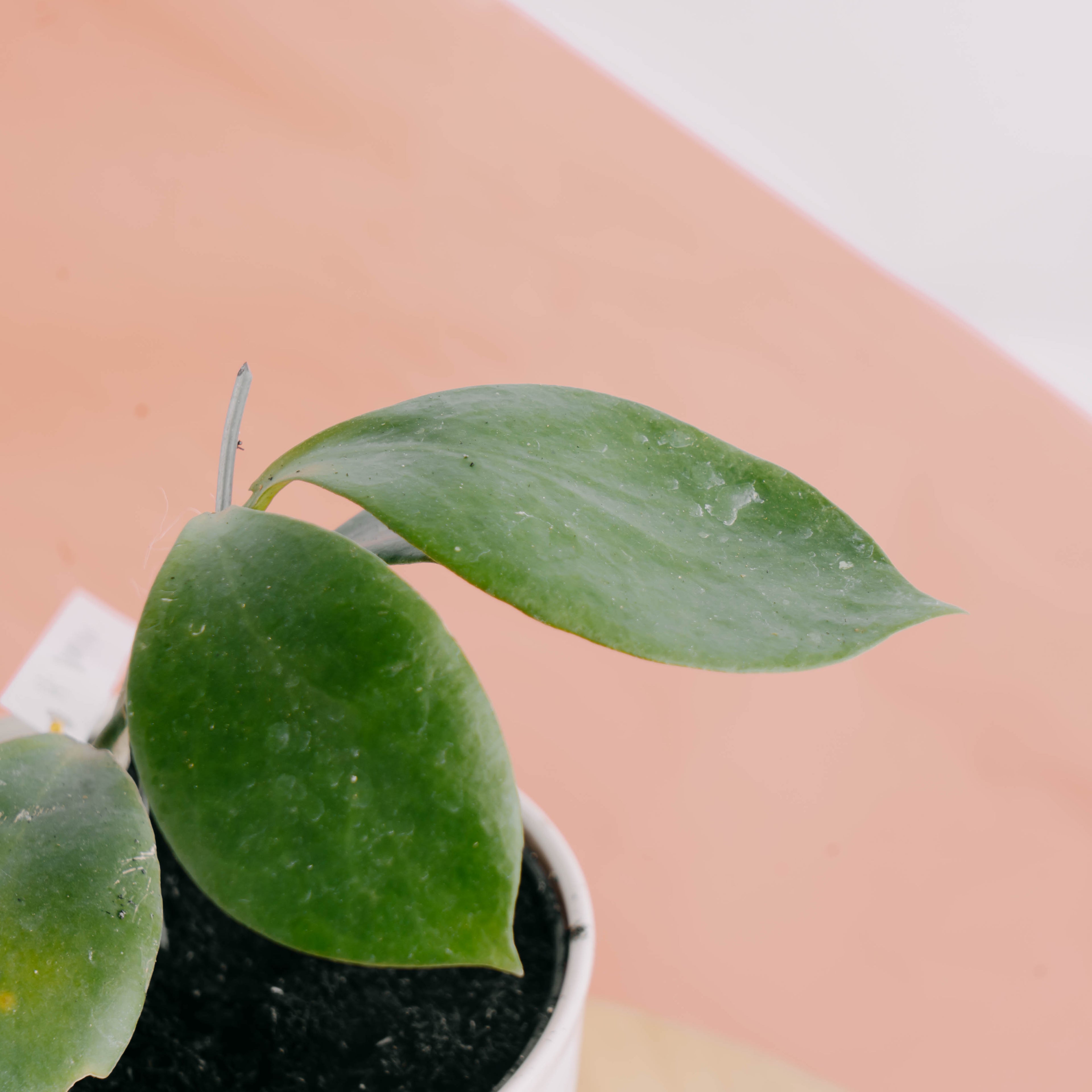 Hoya Anulata - Greenspaces.id
