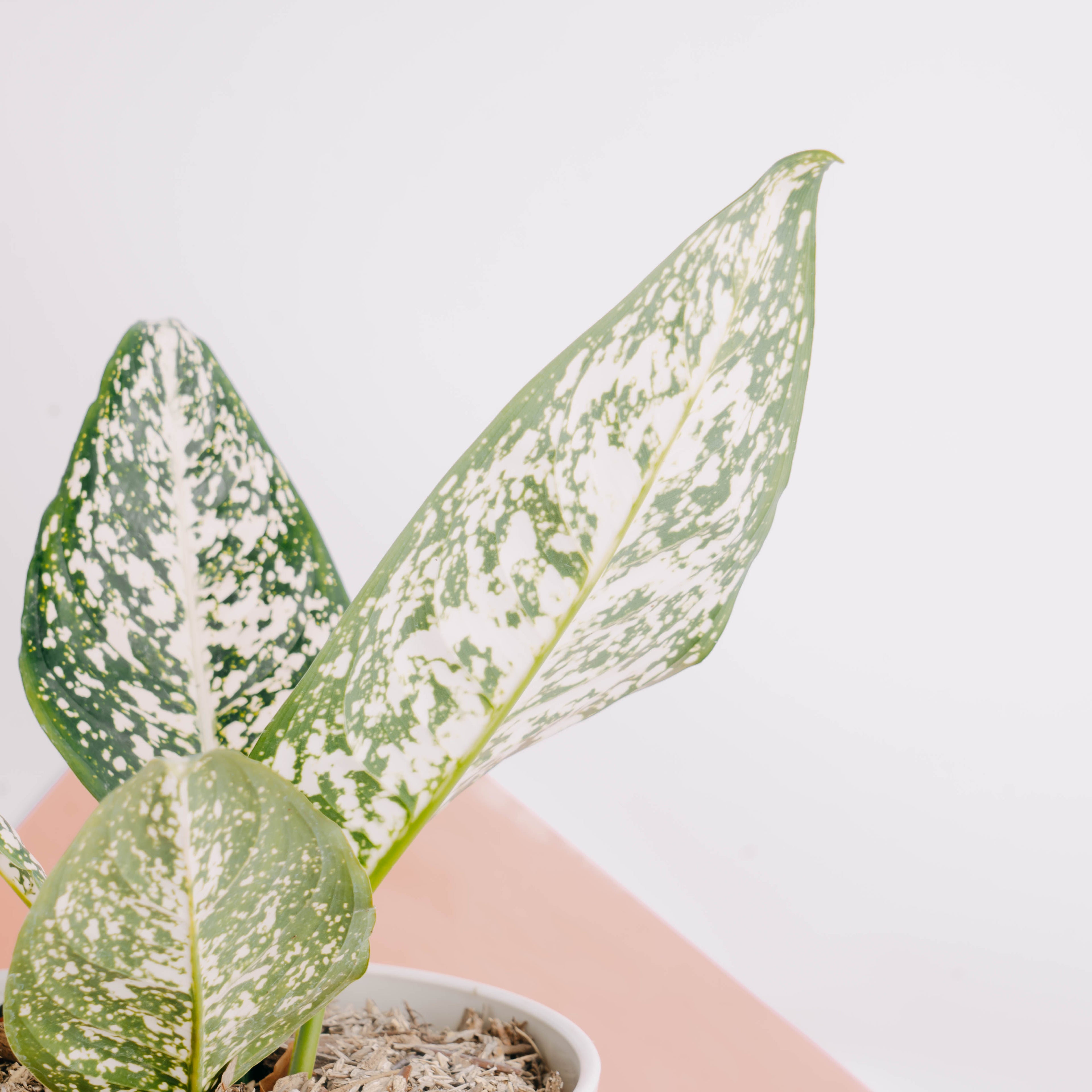 Aglaonema morodoklok - Greenspaces.id