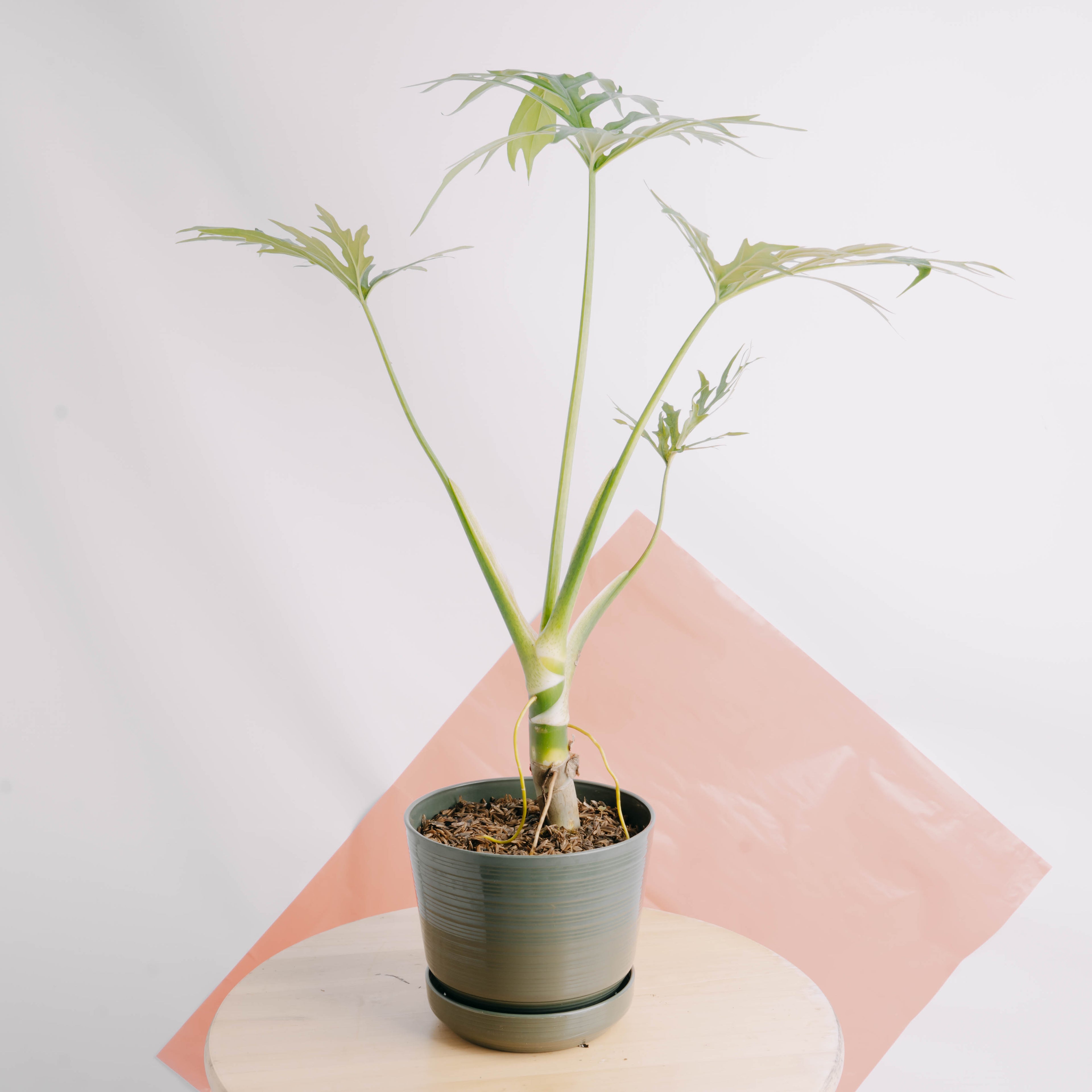 Philodendron warscewiczii - Greenspaces.id