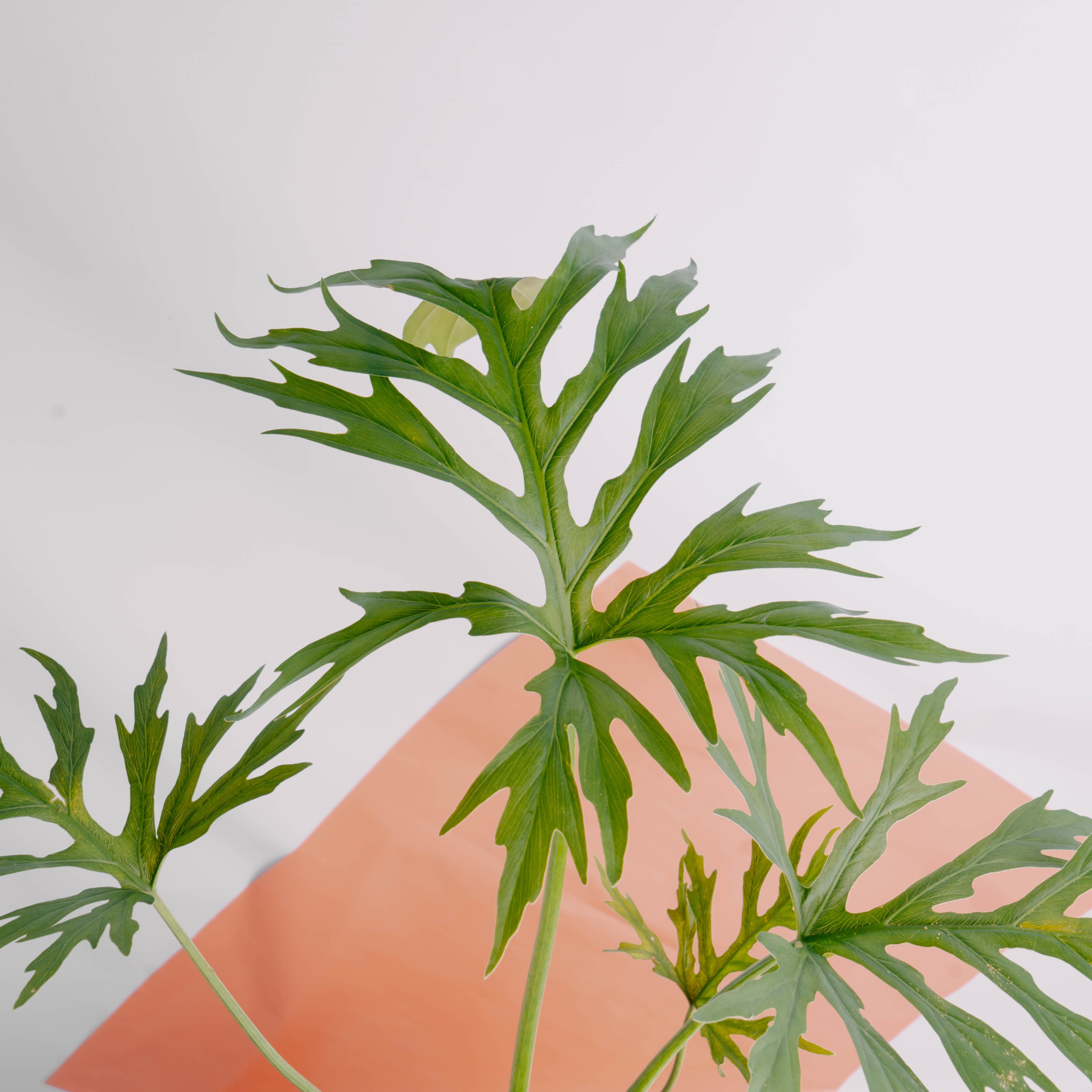 Philodendron warscewiczii - Greenspaces.id