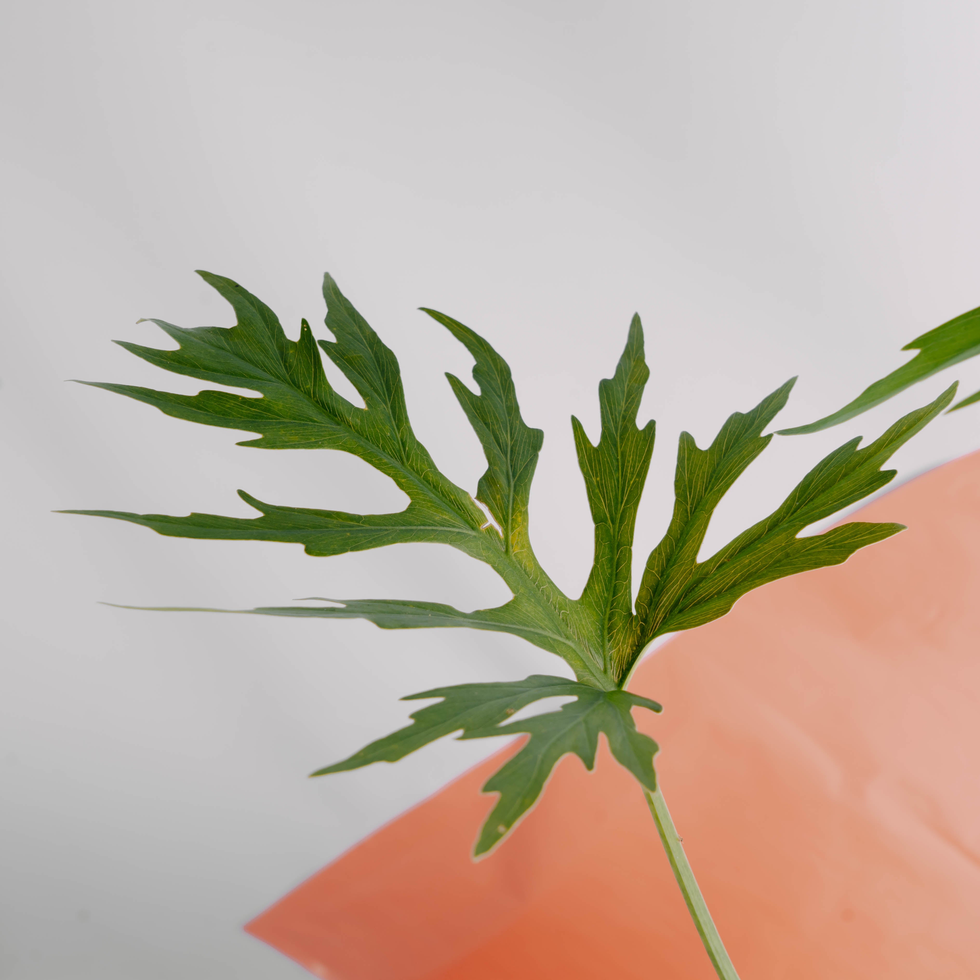 Philodendron warscewiczii - Greenspaces.id