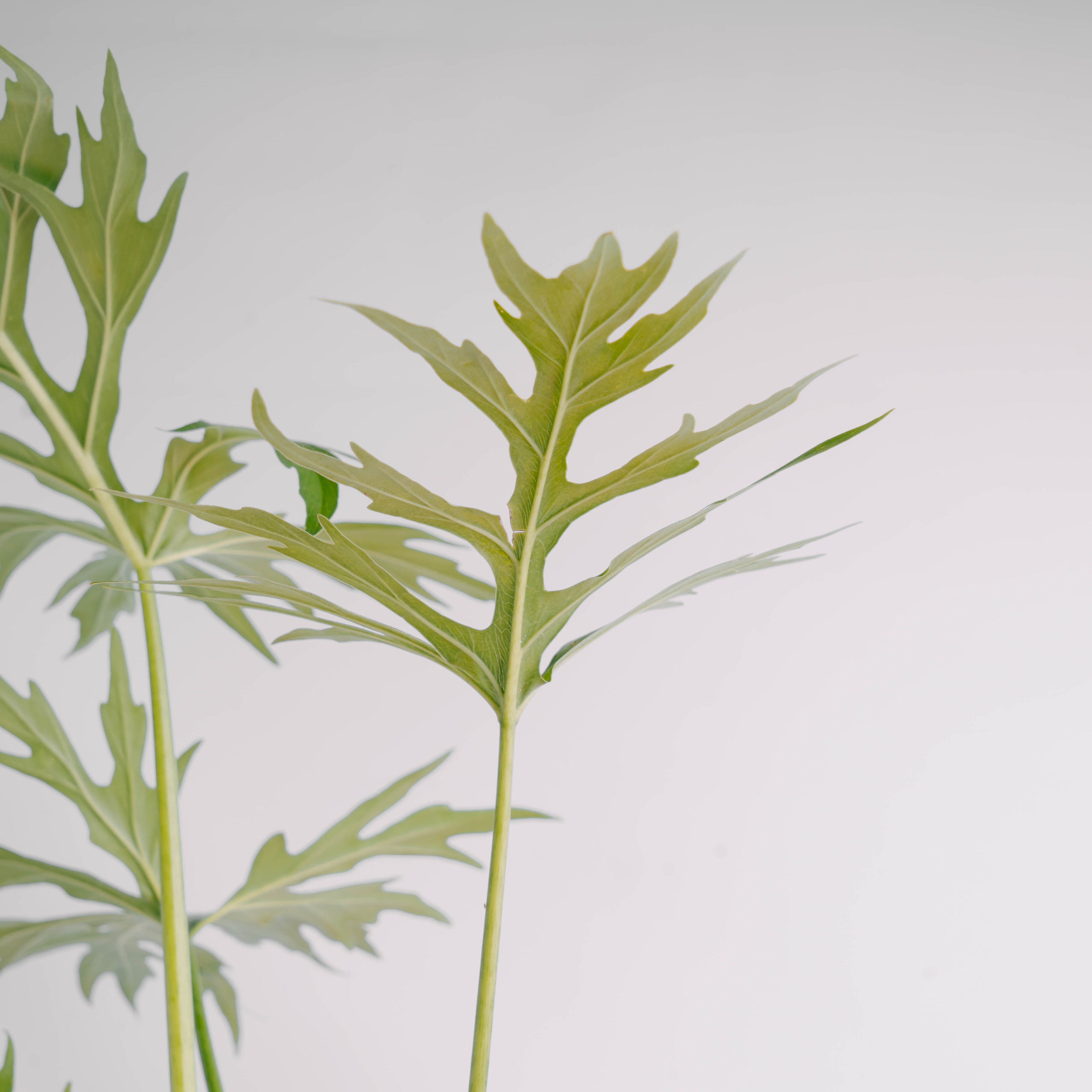 Philodendron warscewiczii - Greenspaces.id