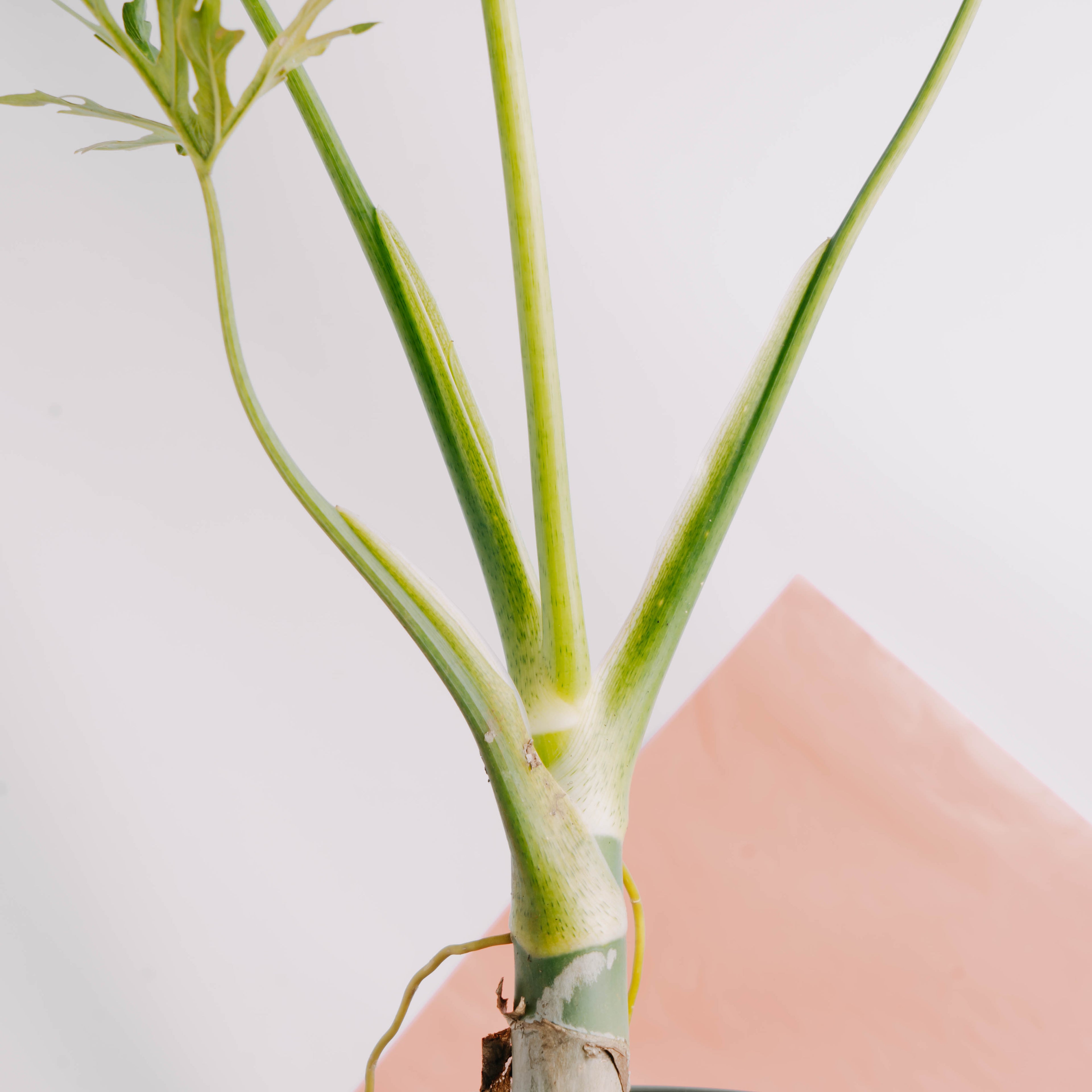 Philodendron warscewiczii - Greenspaces.id