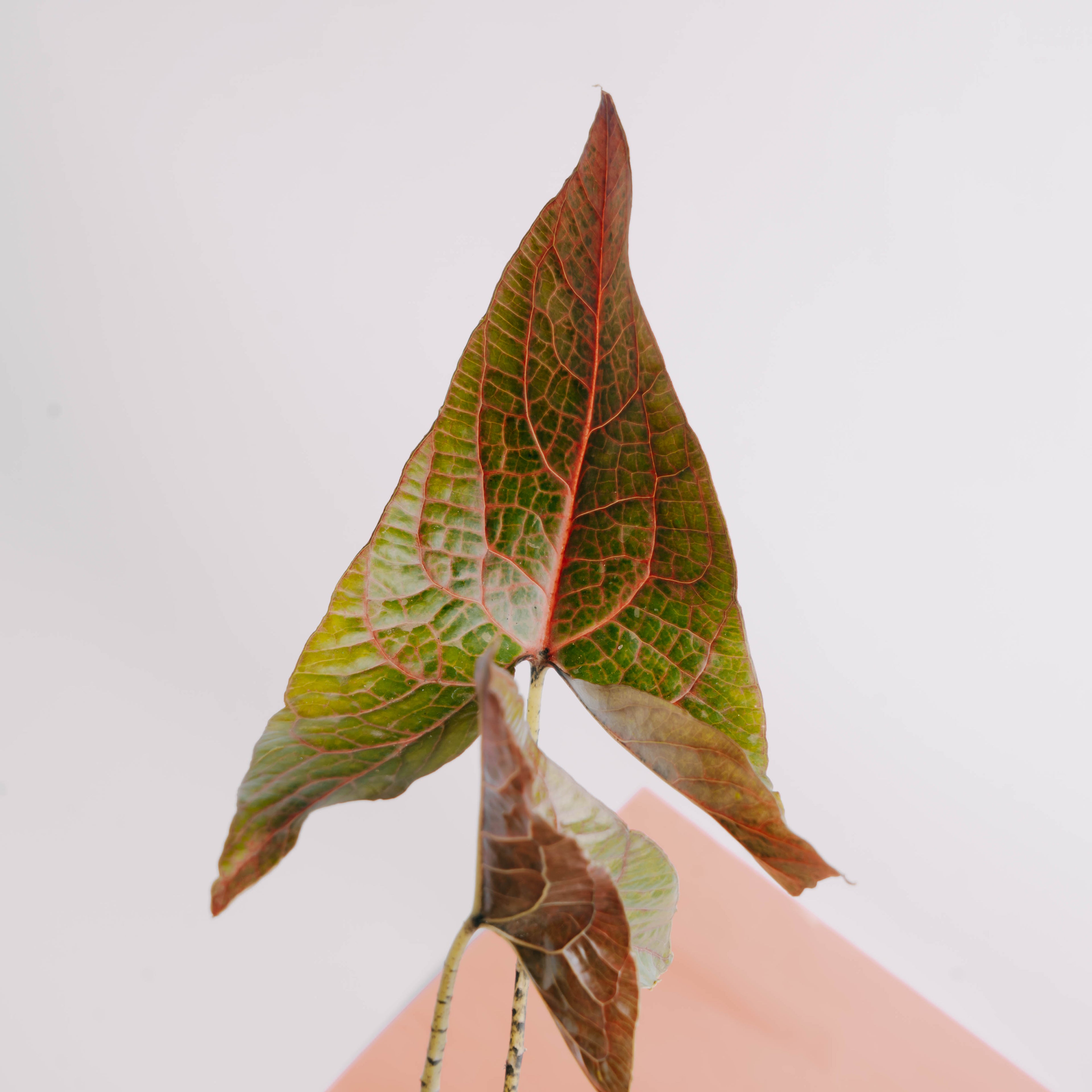 Cyrtosperma johnstonii