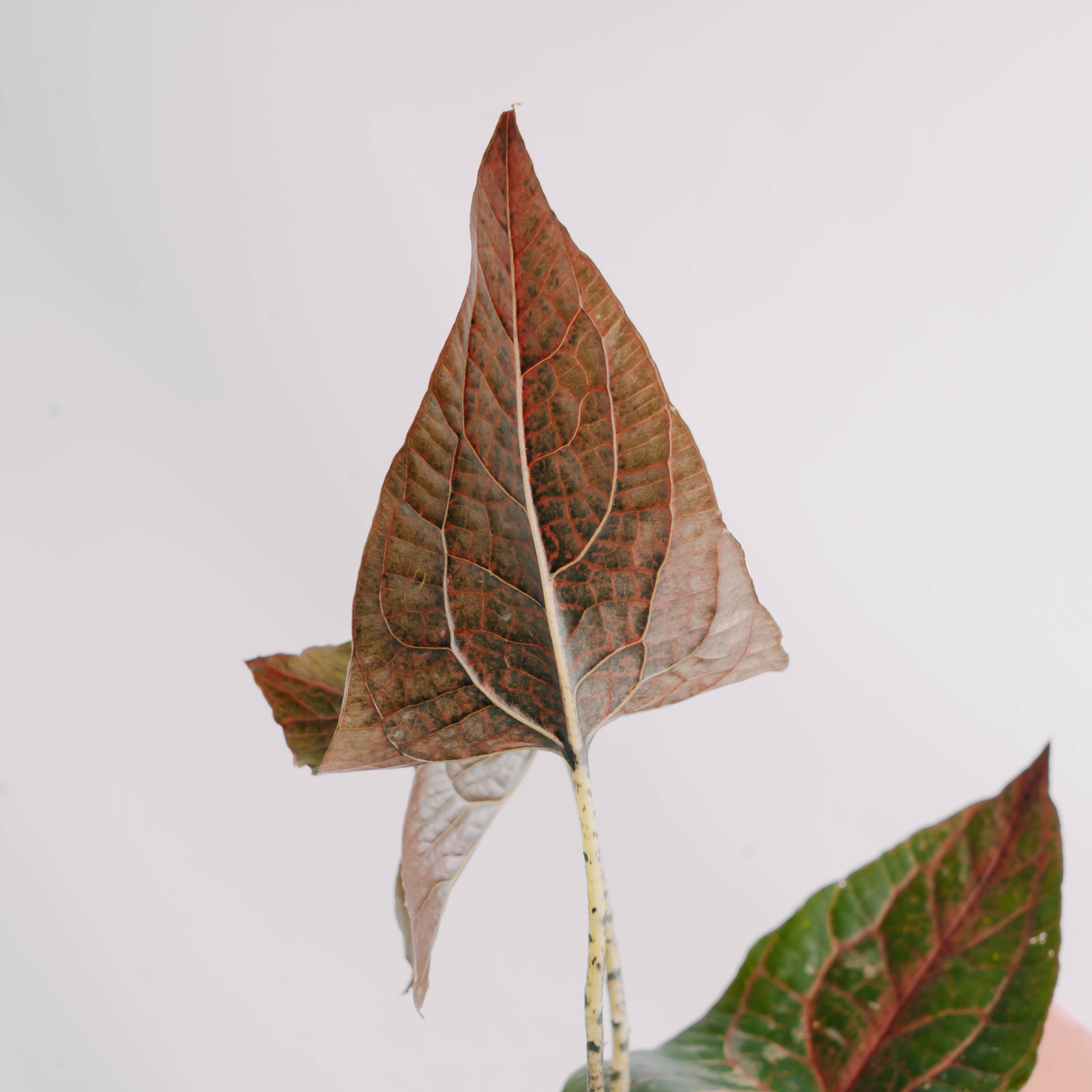 Cyrtosperma johnstonii