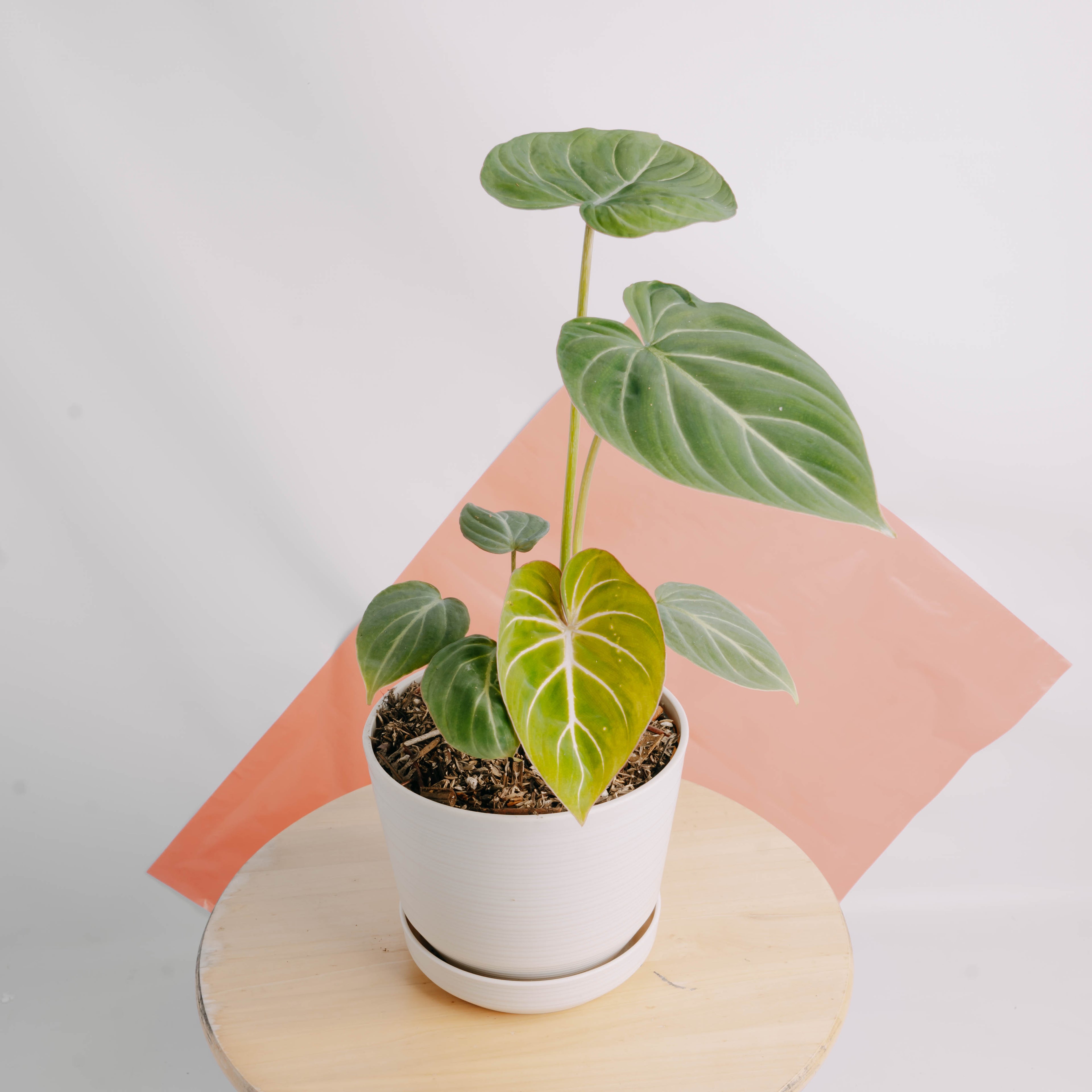 Philodendron gloriosum white veins - Greenspaces.id