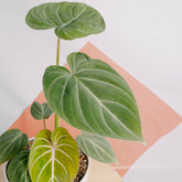 Philodendron gloriosum white veins - Greenspaces.id