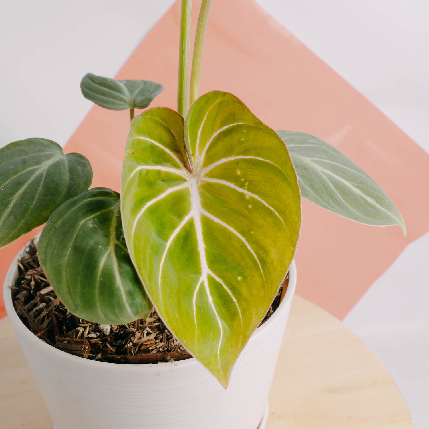 Philodendron gloriosum white veins - Greenspaces.id