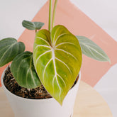 Philodendron gloriosum white veins - Greenspaces.id