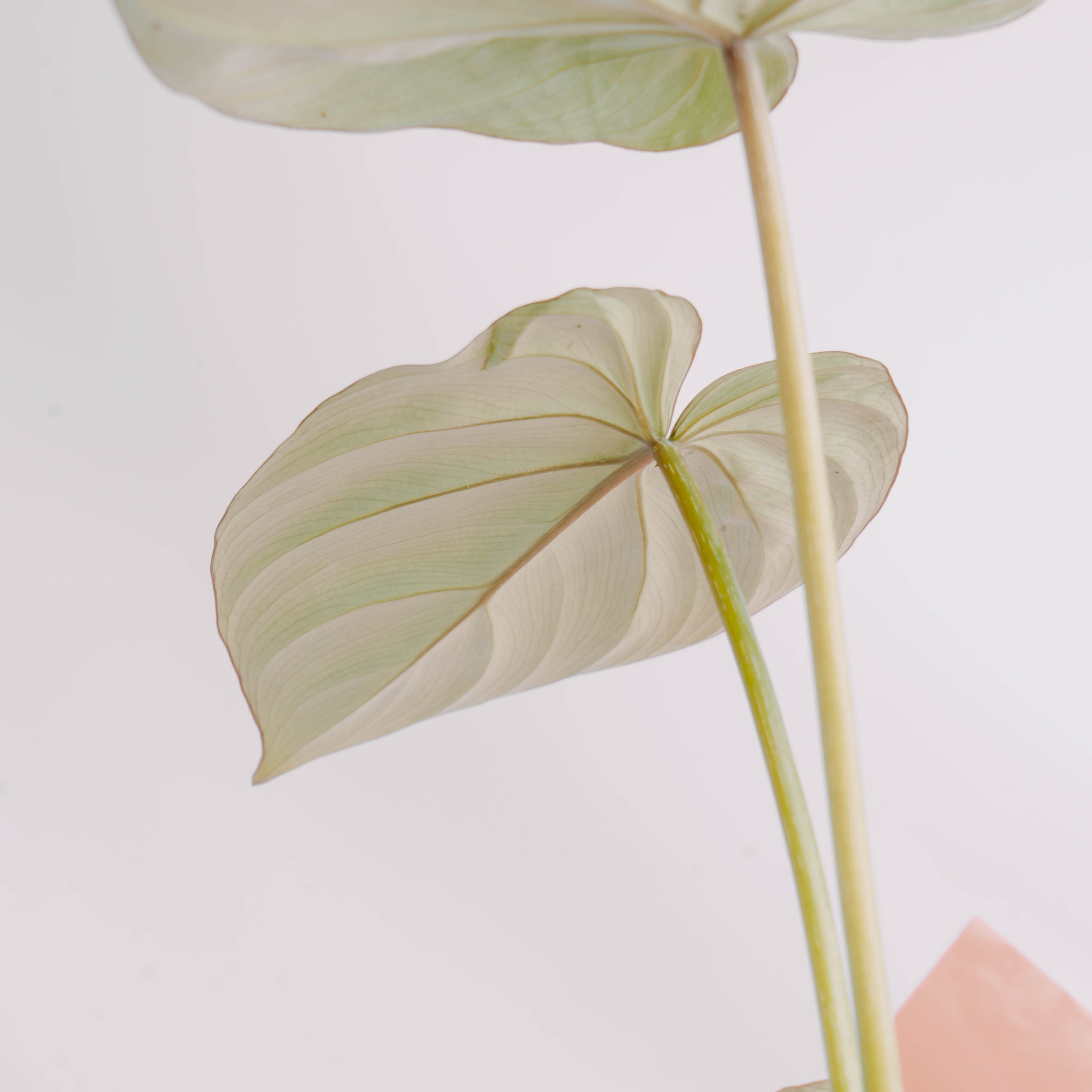 Philodendron gloriosum white veins - Greenspaces.id