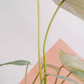 Philodendron gloriosum white veins - Greenspaces.id