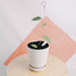 Hoya caudata Splash - Greenspaces.id