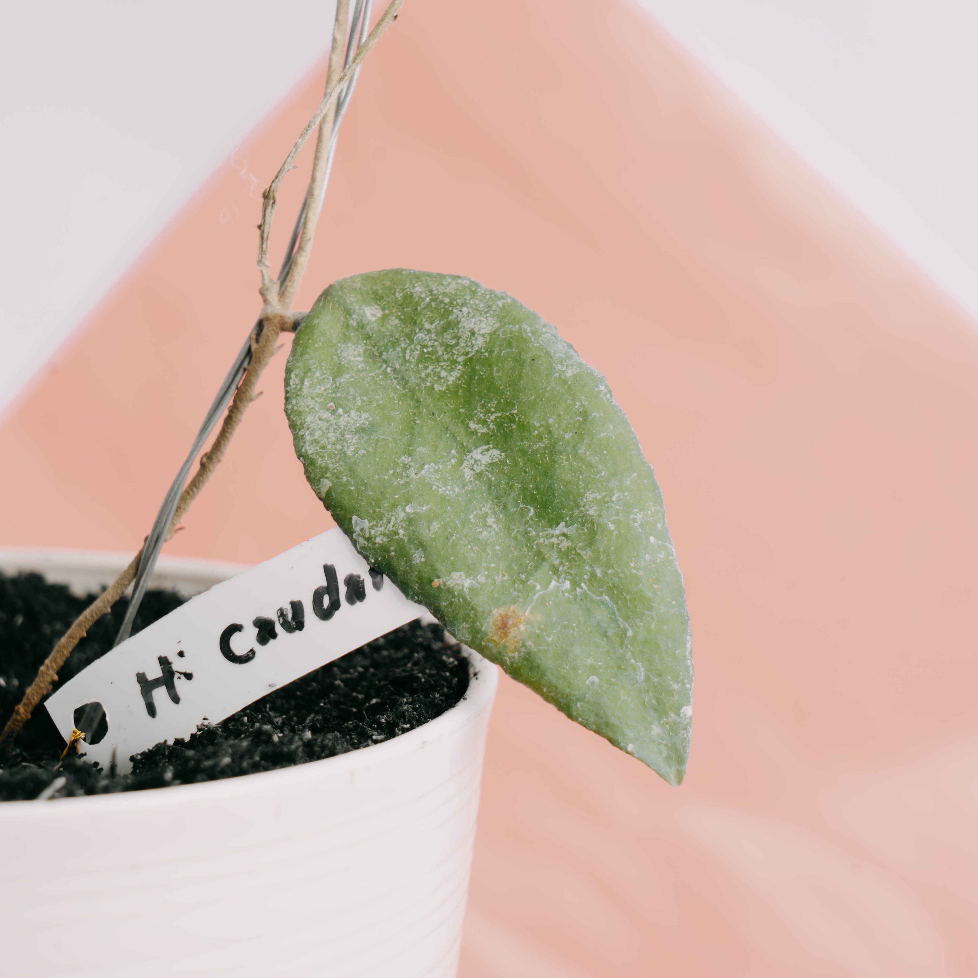 Hoya caudata Splash - Greenspaces.id