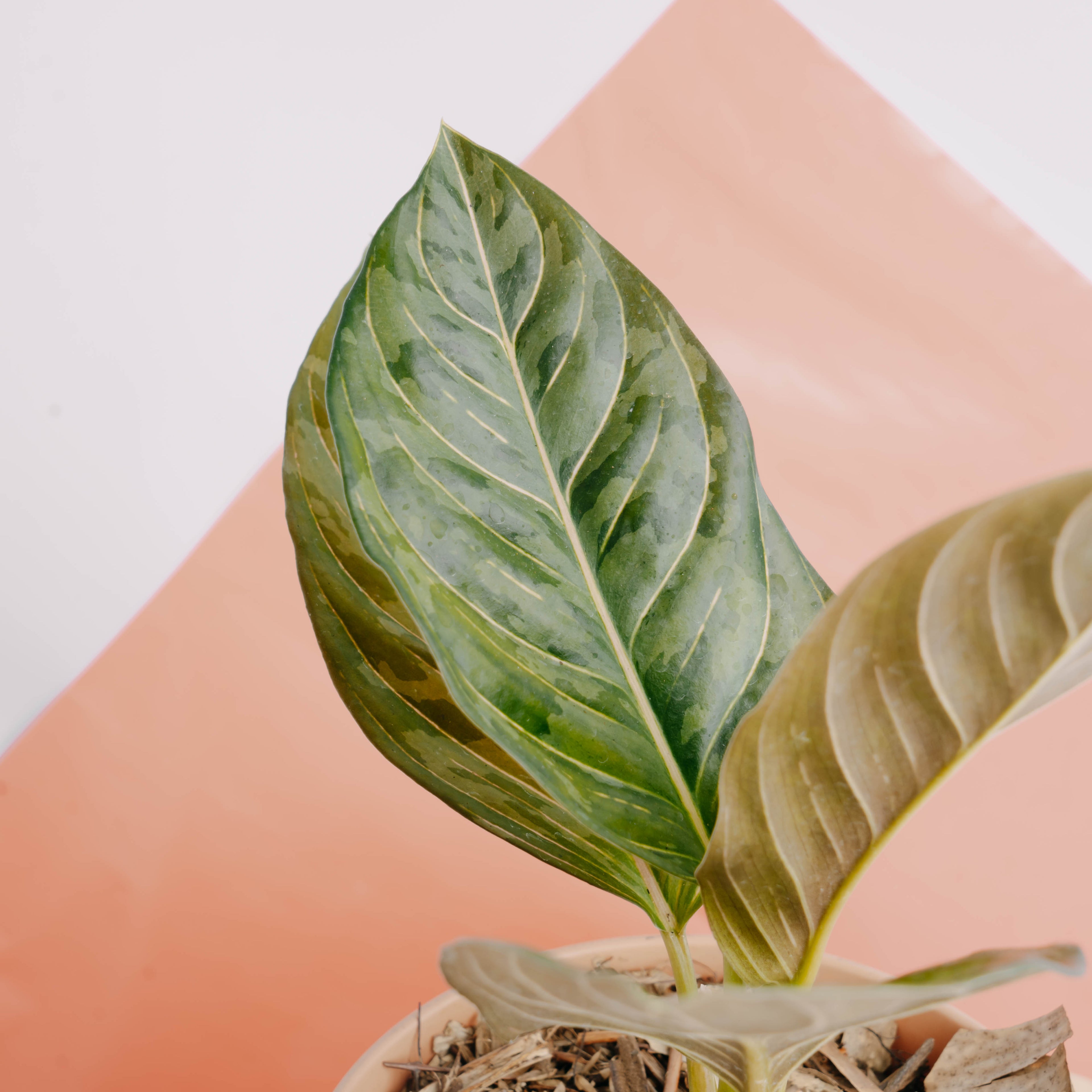 Aglaonema red army - Greenspaces.id