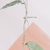 Hoya caudata Splash - Greenspaces.id