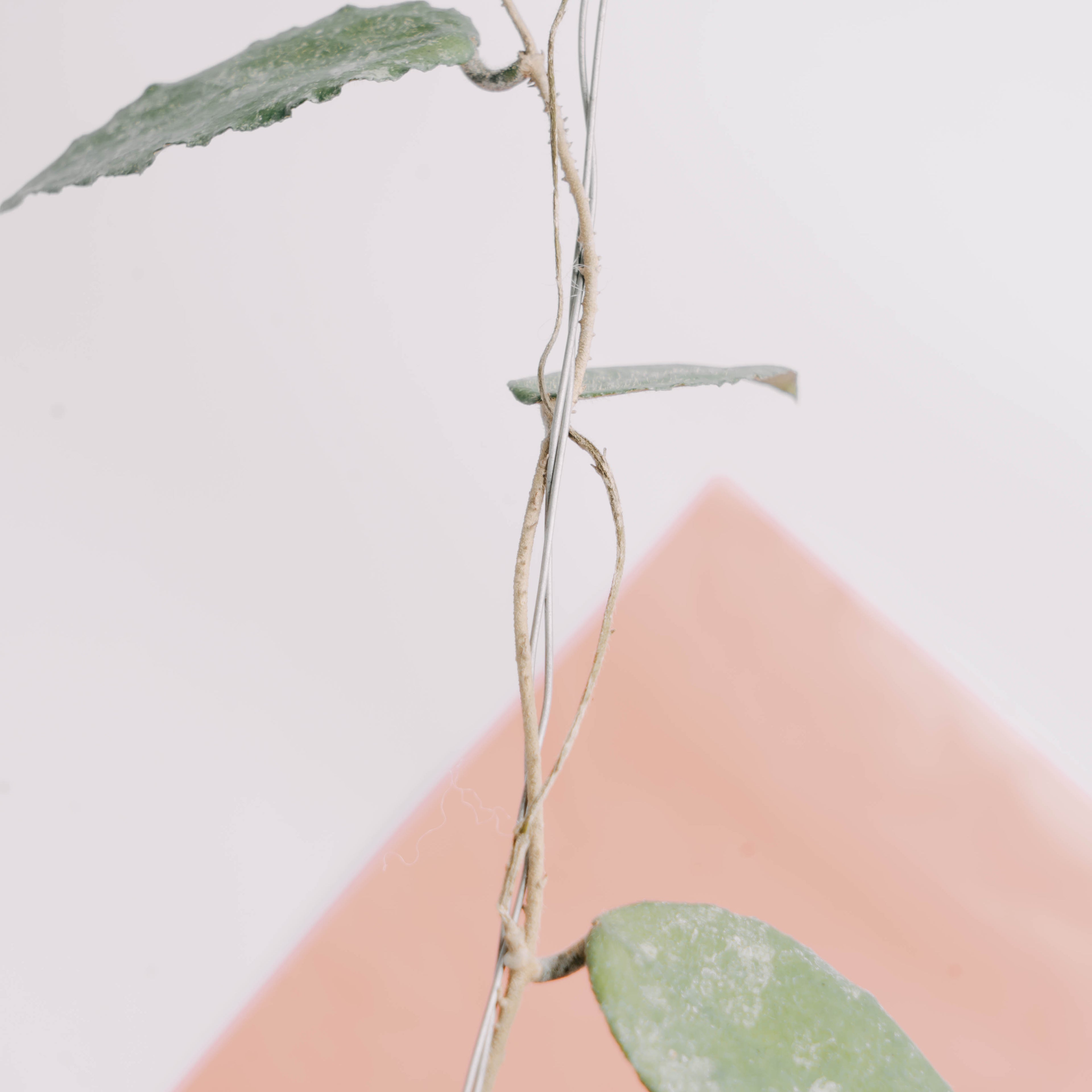 Hoya caudata Splash - Greenspaces.id