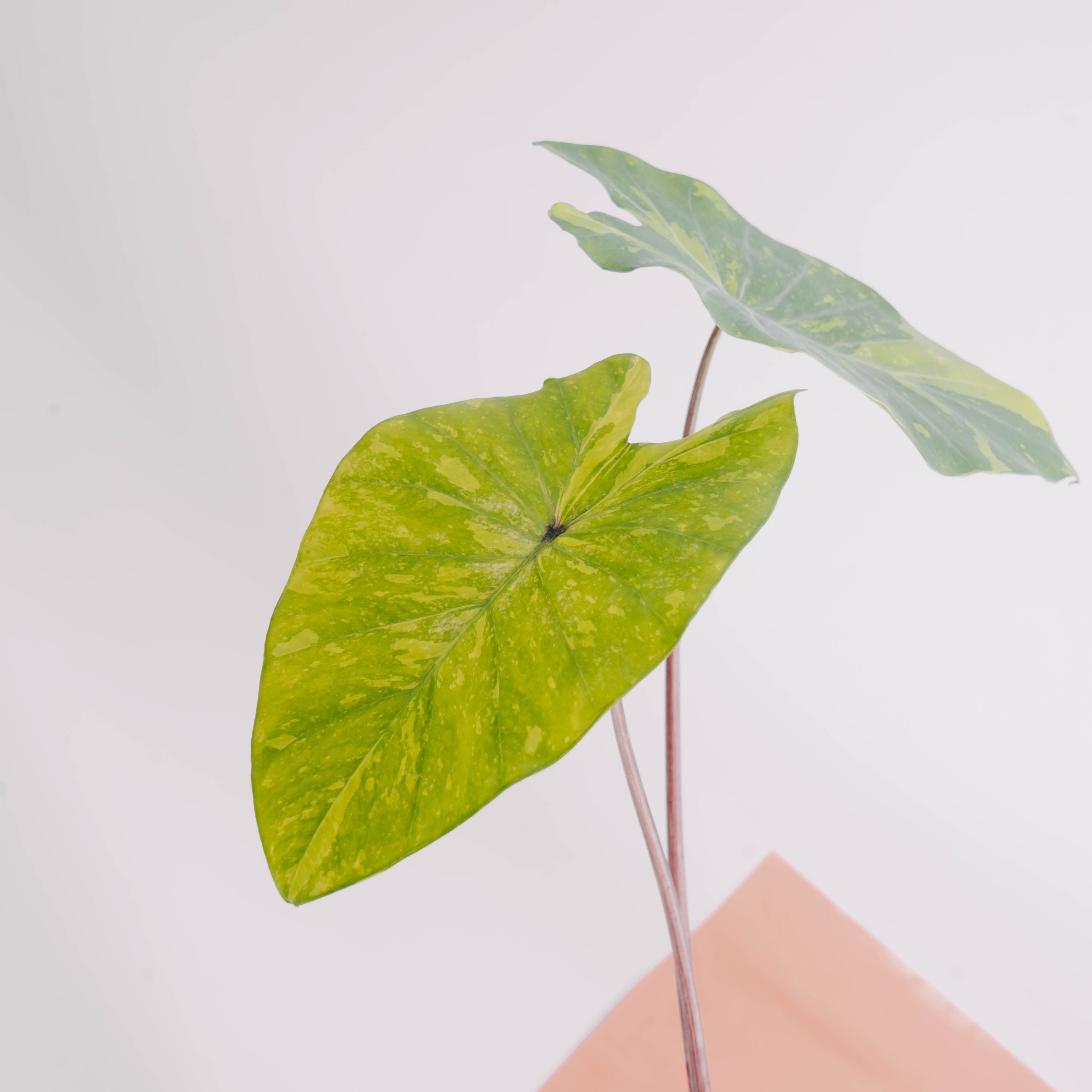 Colocasia esculenta midori sour - Greenspaces.id