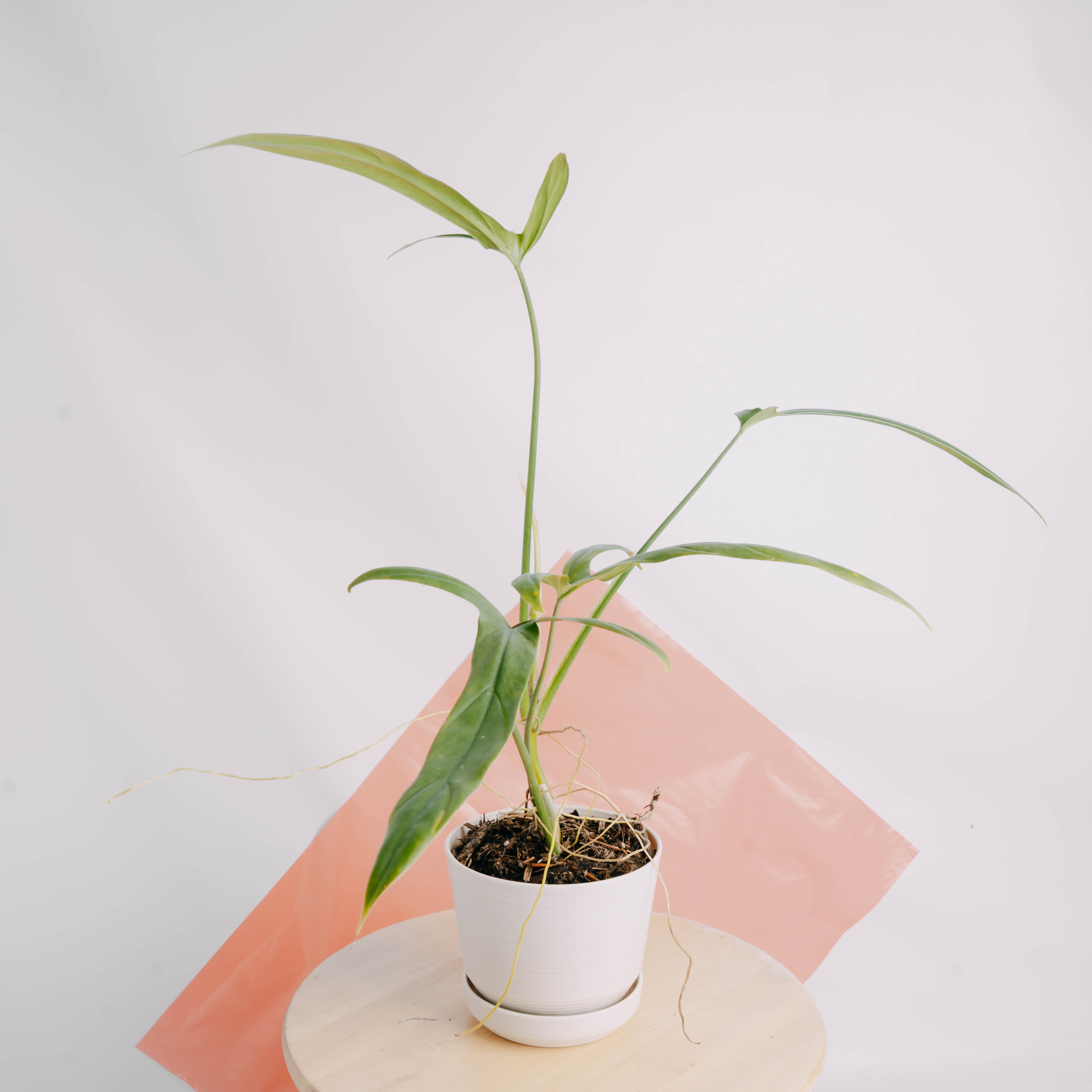 philodendron holtonianum variegated Philodendron holtonianum – Greenspaces.id