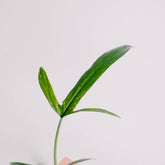 Philodendron holtonianum - Greenspaces.id