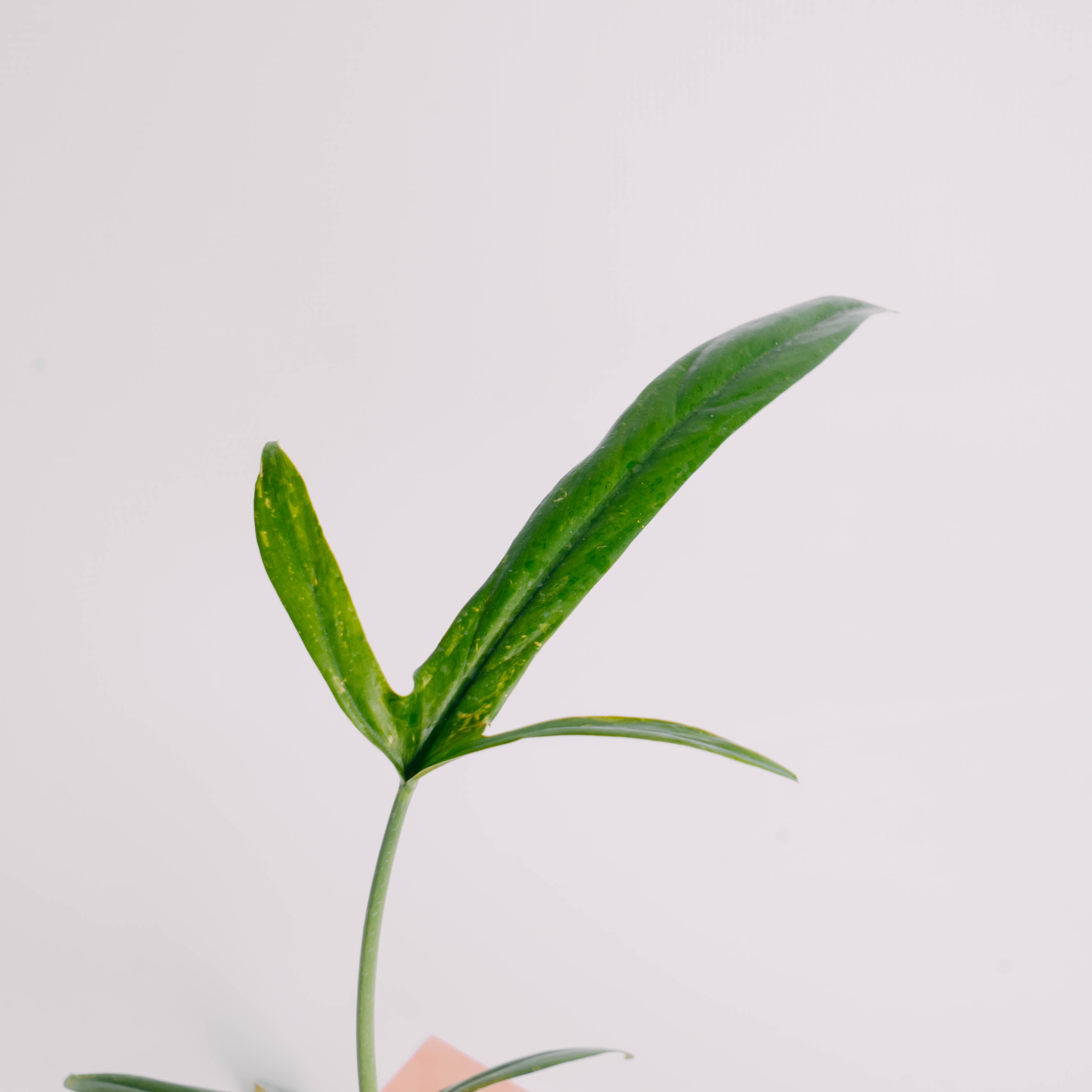 Philodendron holtonianum - Greenspaces.id