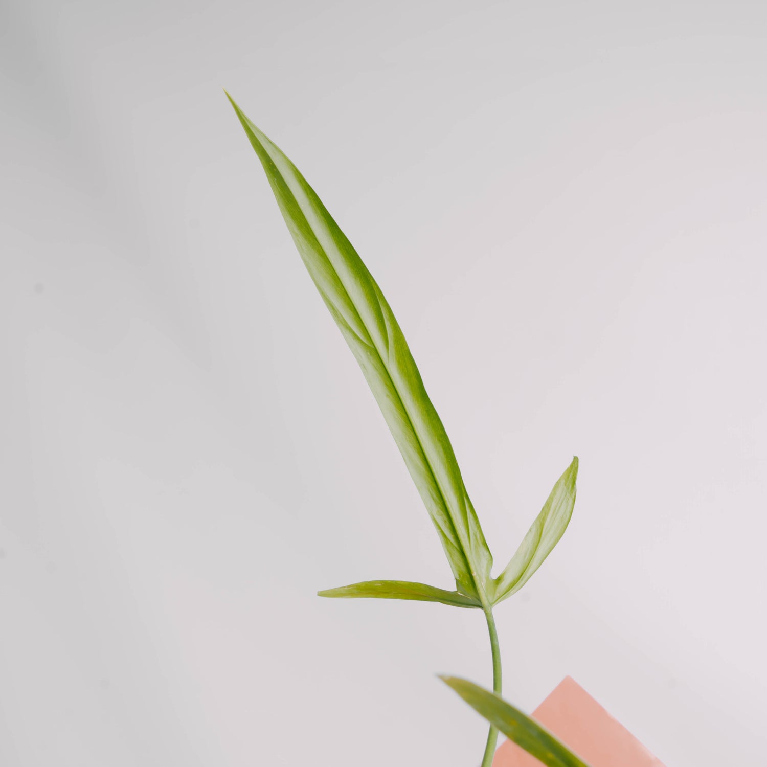 Philodendron holtonianum - Greenspaces.id