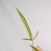 Philodendron holtonianum - Greenspaces.id