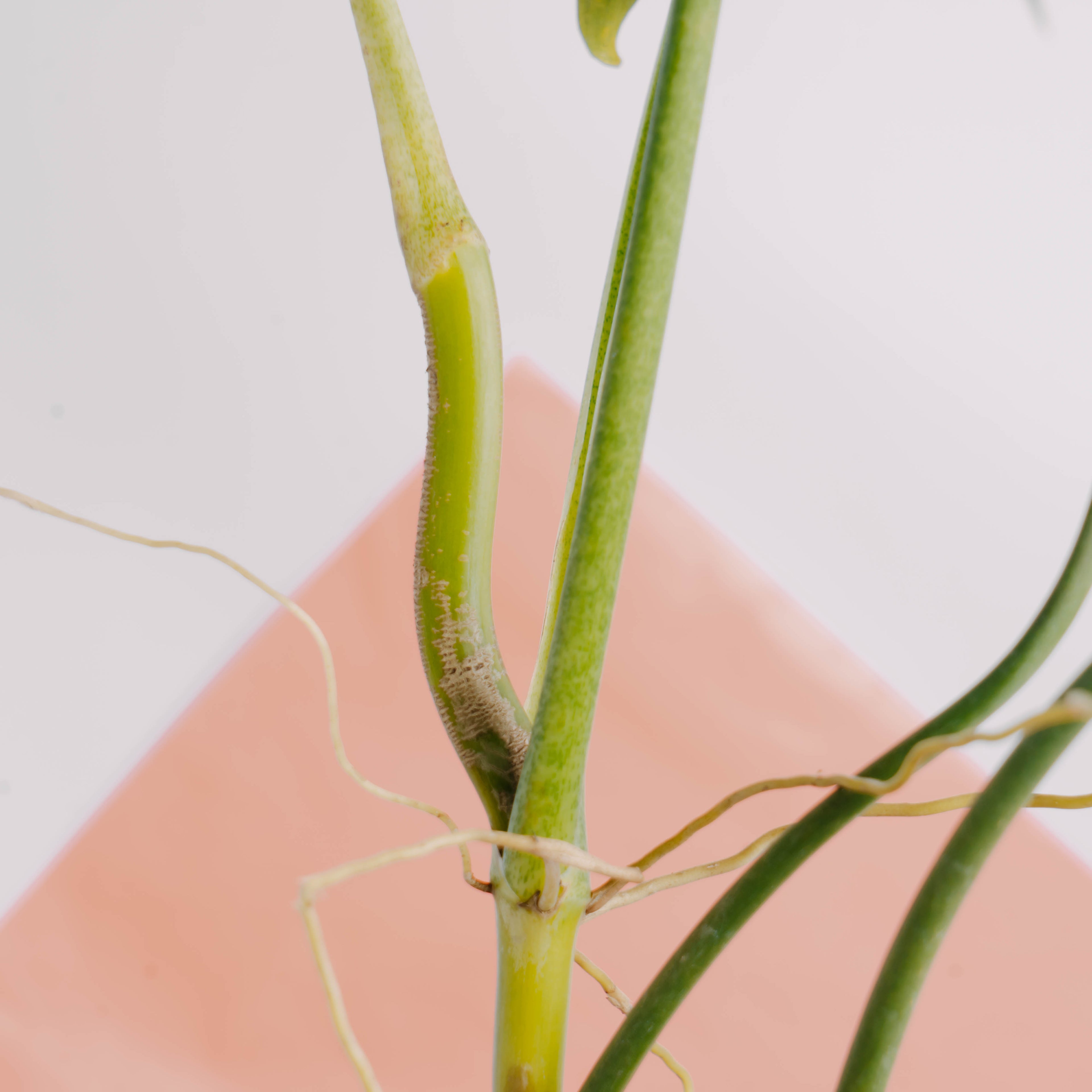 Philodendron holtonianum - Greenspaces.id