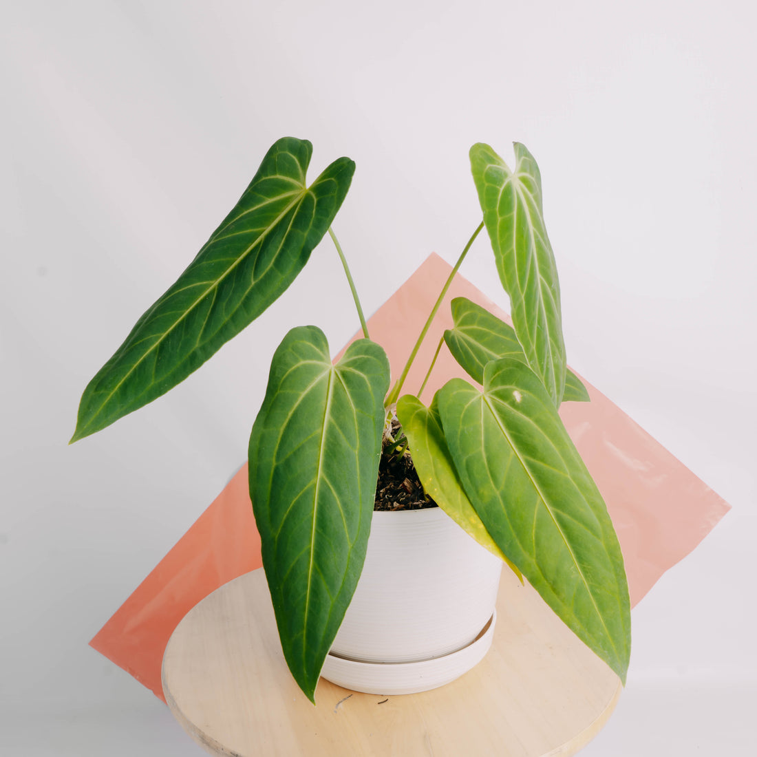 Anthurium Dark Mama (Papillilaminum x Warocqueanum) - Greenspaces.id