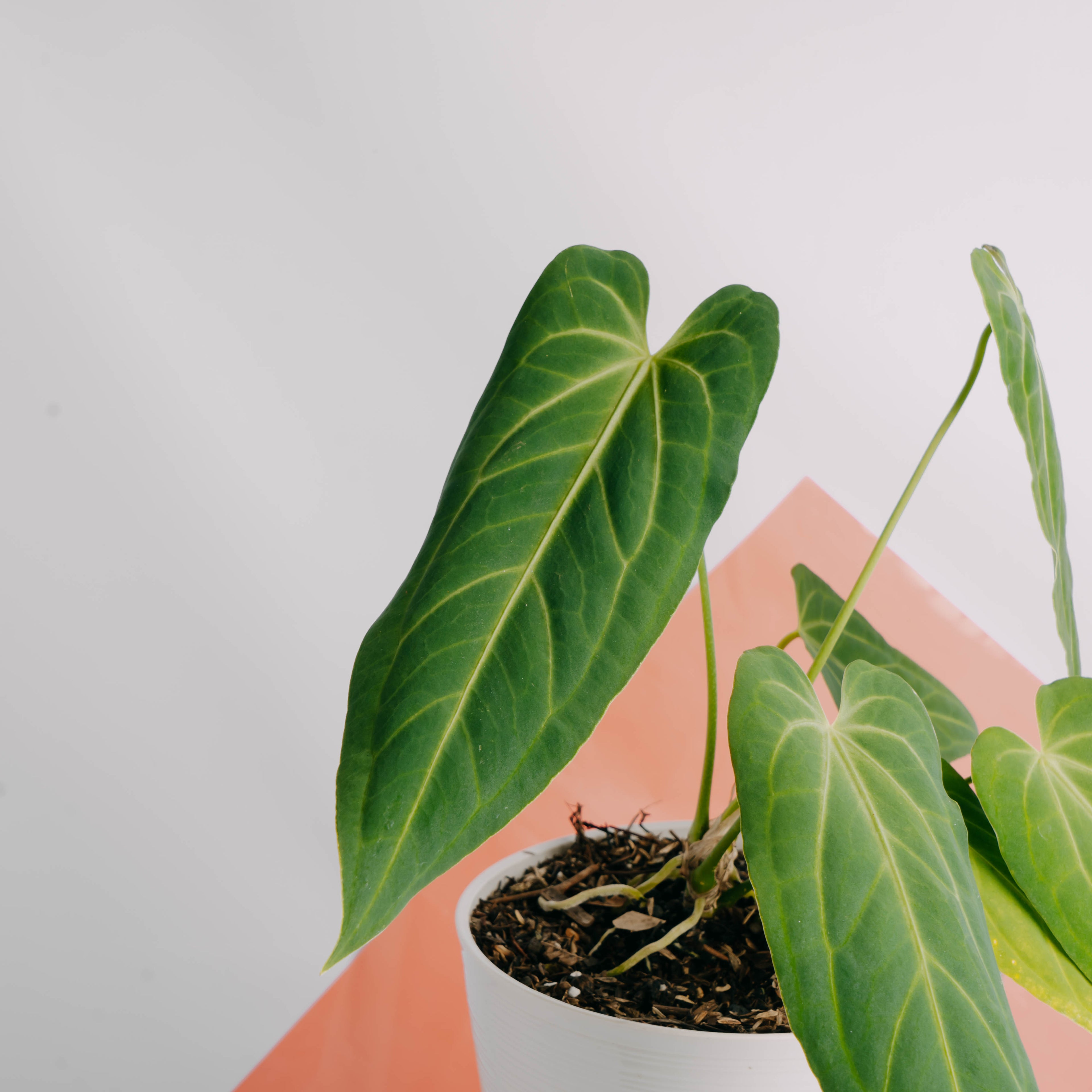 Anthurium Dark Mama (Papillilaminum x Warocqueanum) - Greenspaces.id