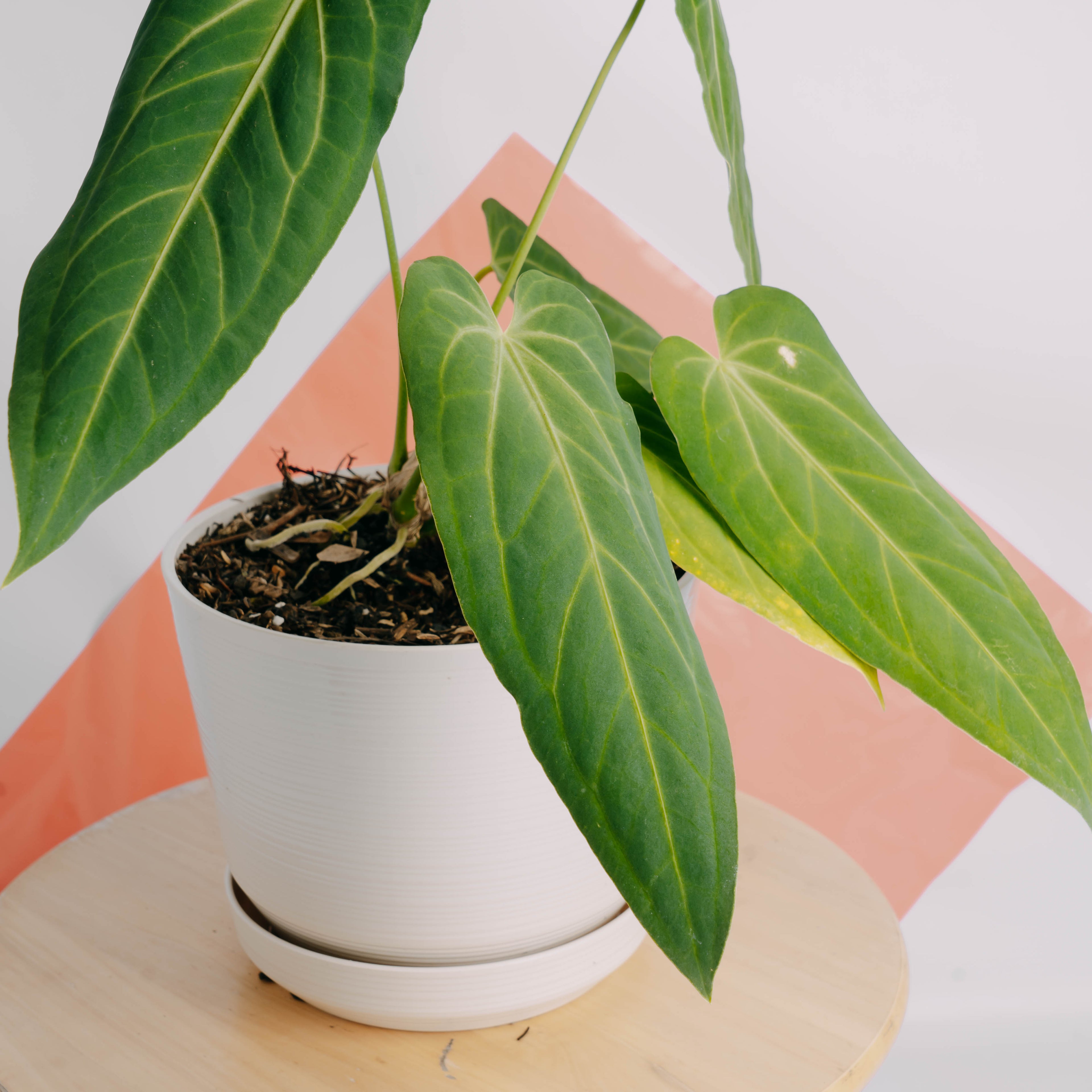 Anthurium Dark Mama (Papillilaminum x Warocqueanum) - Greenspaces.id