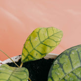 Hoya ranauensis - Greenspaces.id