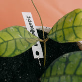 Hoya ranauensis - Greenspaces.id