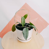 Hoya Nicholsoniae - Greenspaces.id