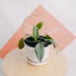 Hoya Nicholsoniae - Greenspaces.id