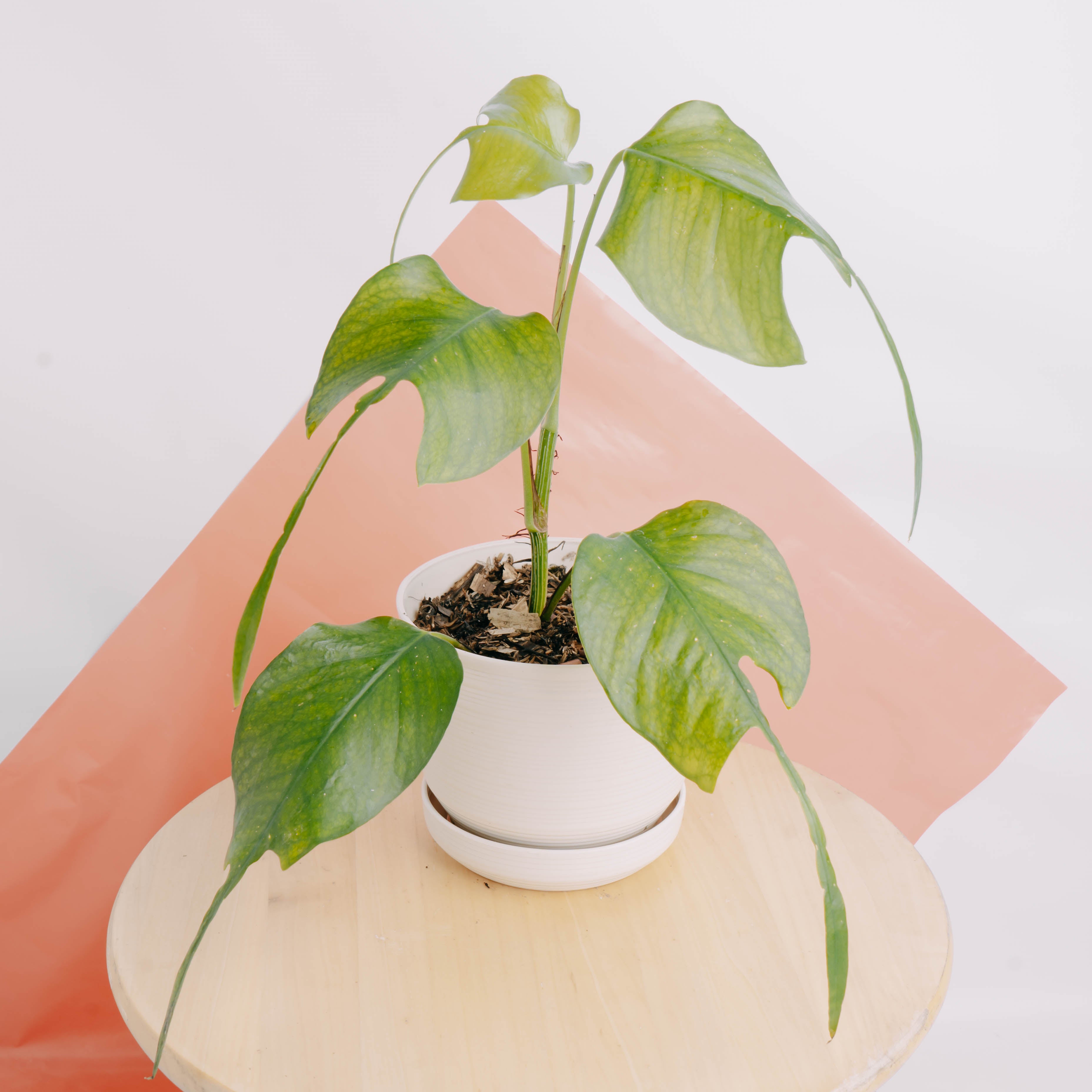 pothos skeleton key Epipremnum pinnatum skeleton key