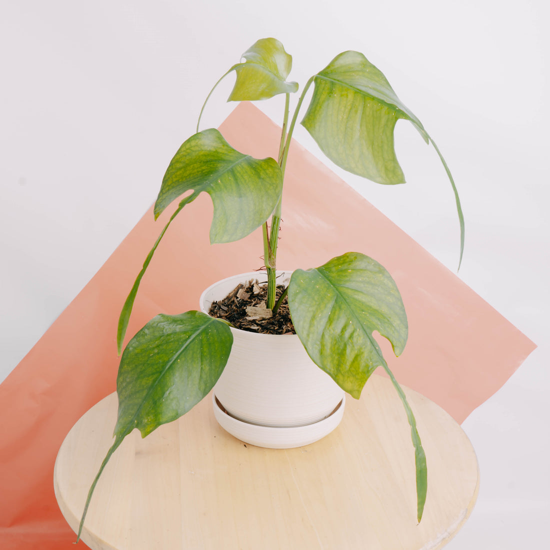 Epipremnum pinnatum skeleton key - Greenspaces.id