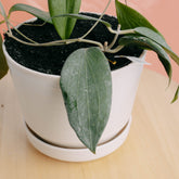 Hoya Nicholsoniae - Greenspaces.id