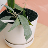 Hoya Nicholsoniae - Greenspaces.id