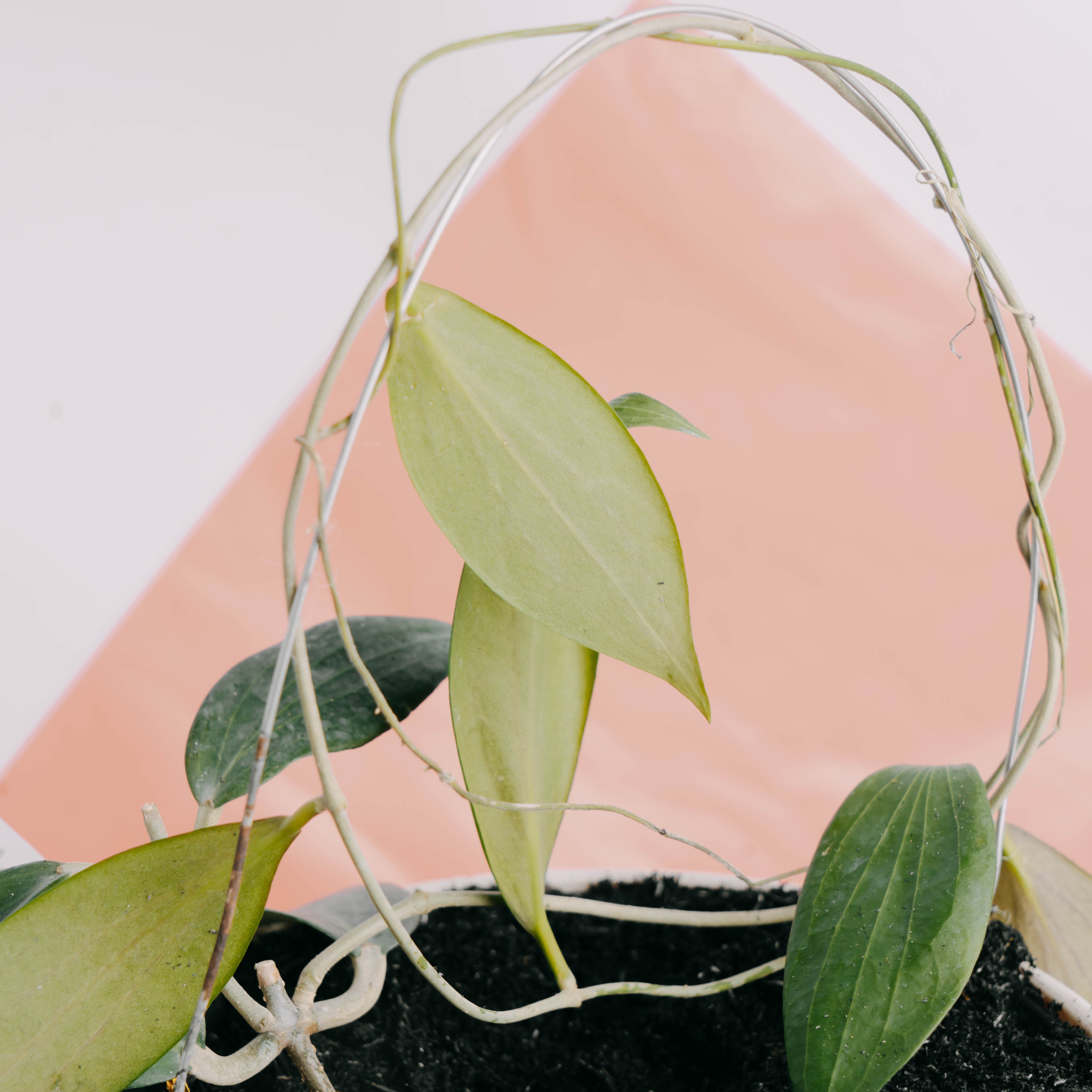 Hoya Nicholsoniae - Greenspaces.id