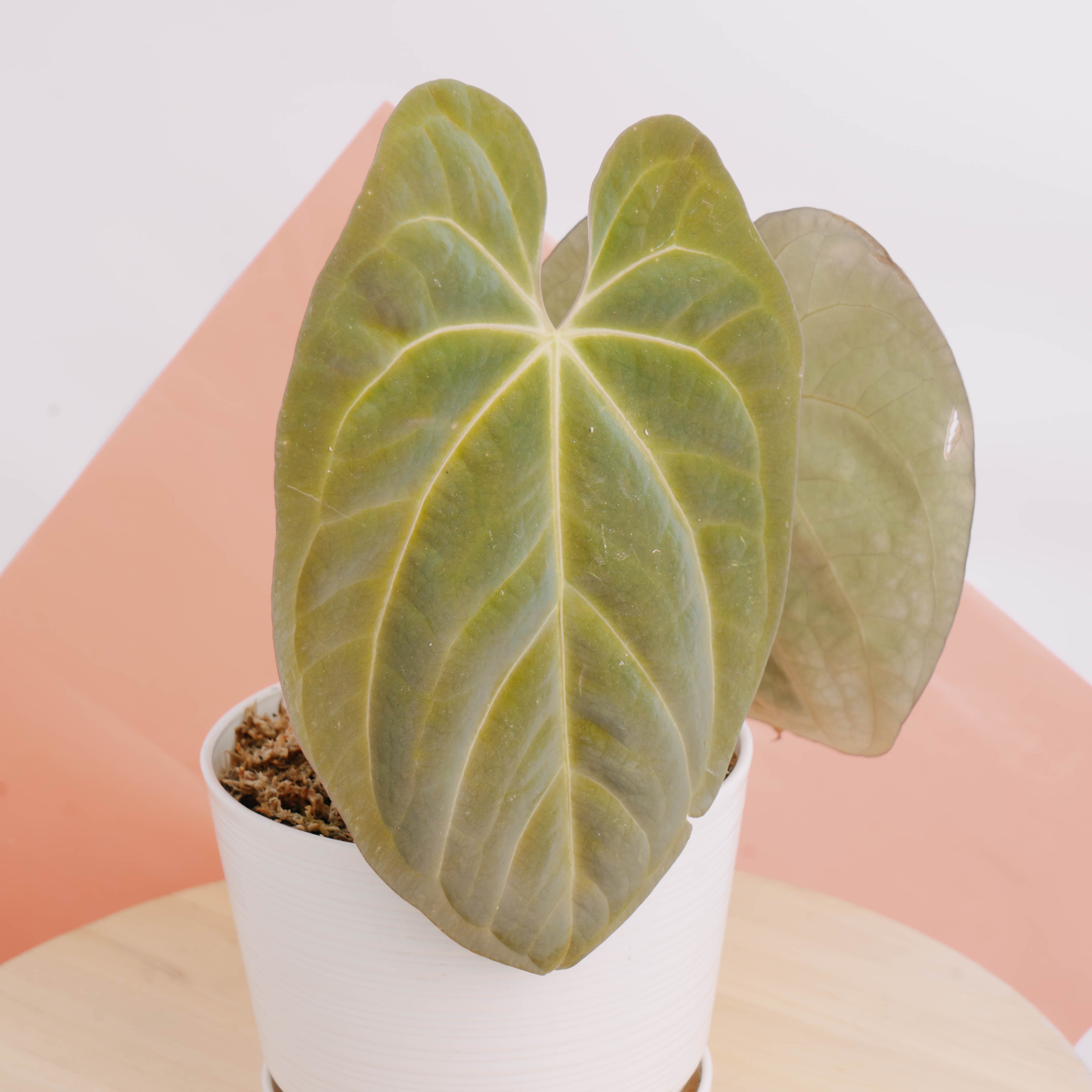 Anthurium hoffmanii Hybrid