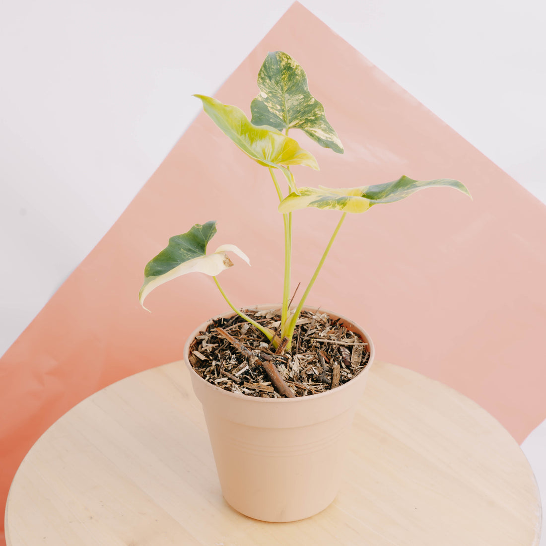 Thaumatophyllum williamsii variegated - Greenspaces.id