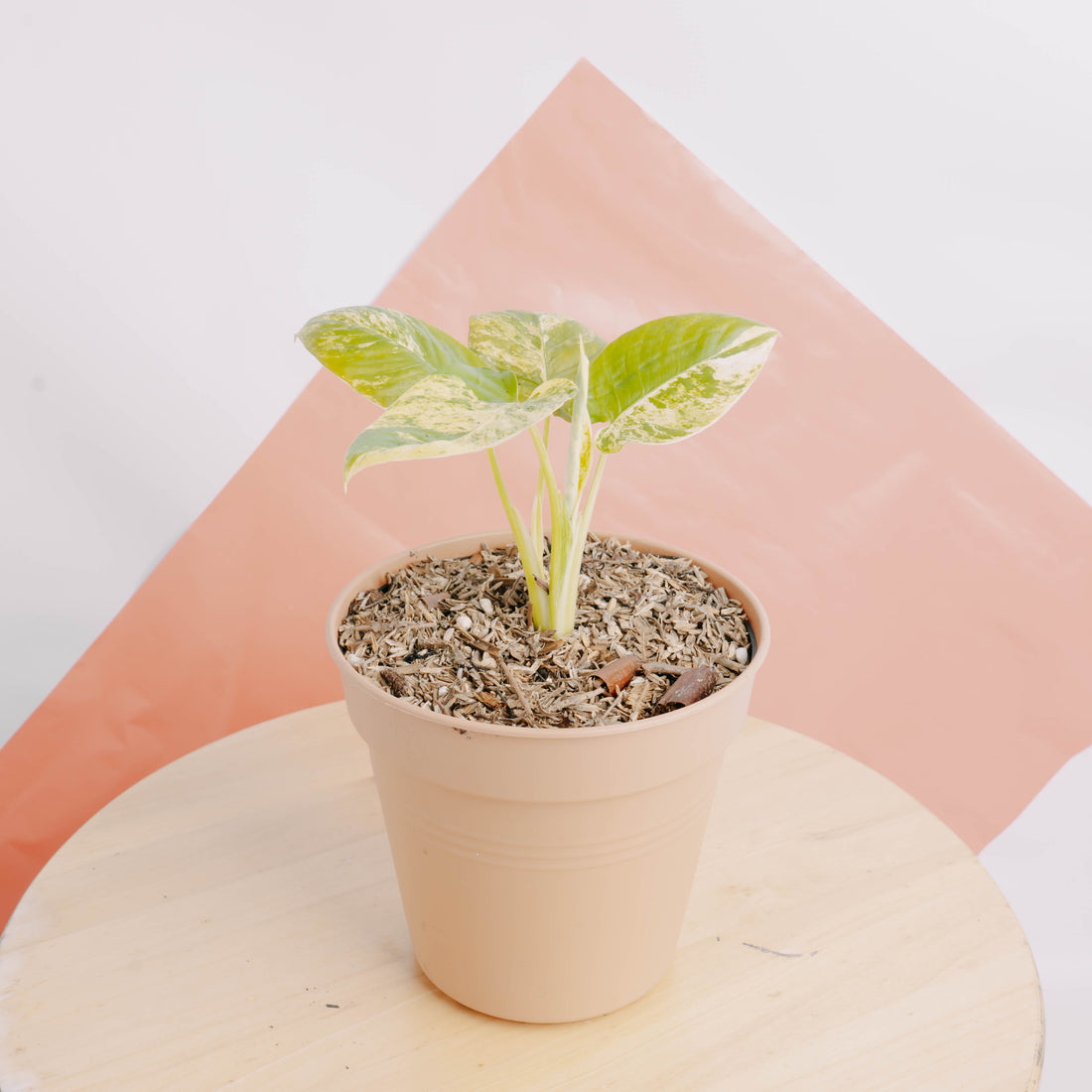 Homalomena yellow variegated Sp java - Greenspaces.id