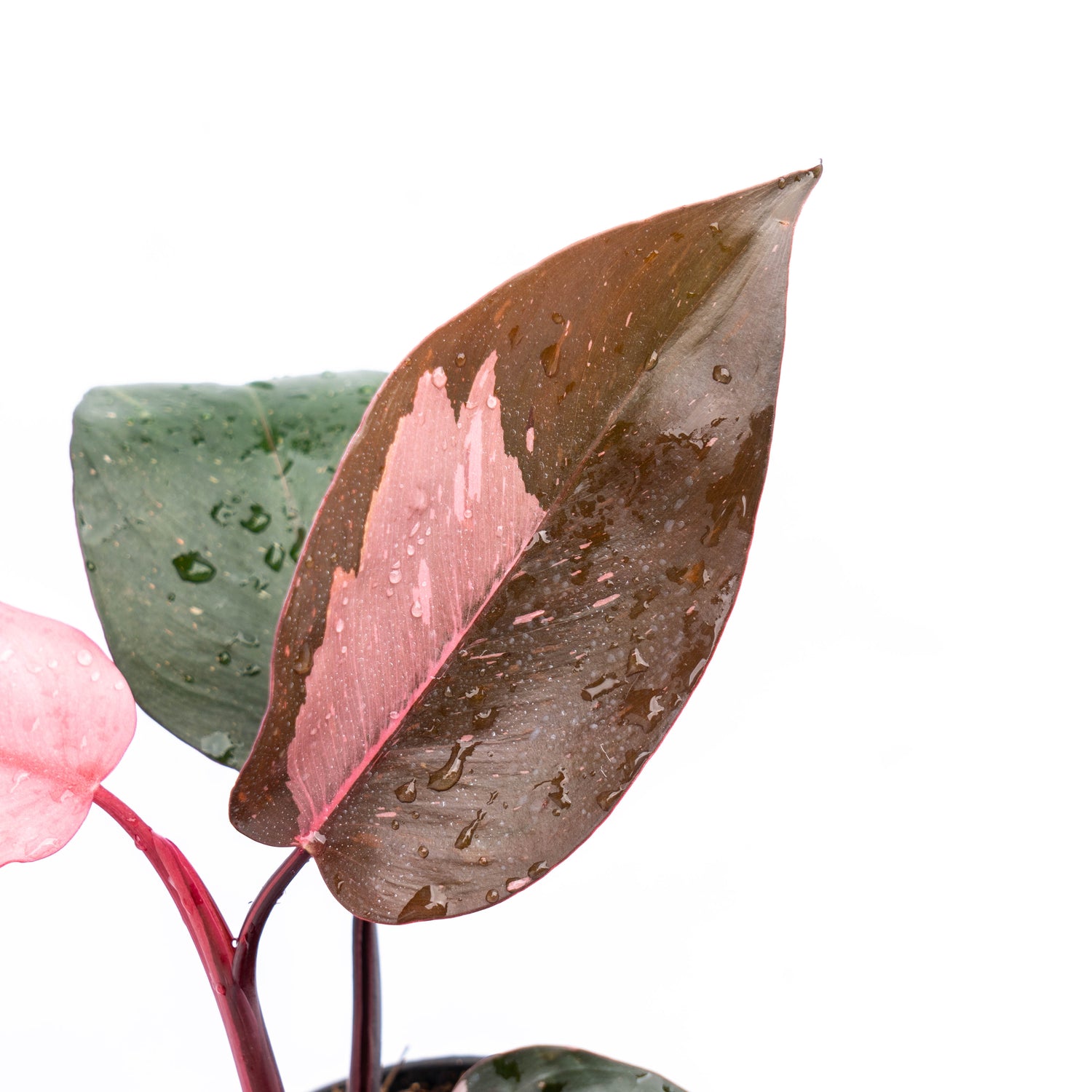 Philodendron Pink Princess