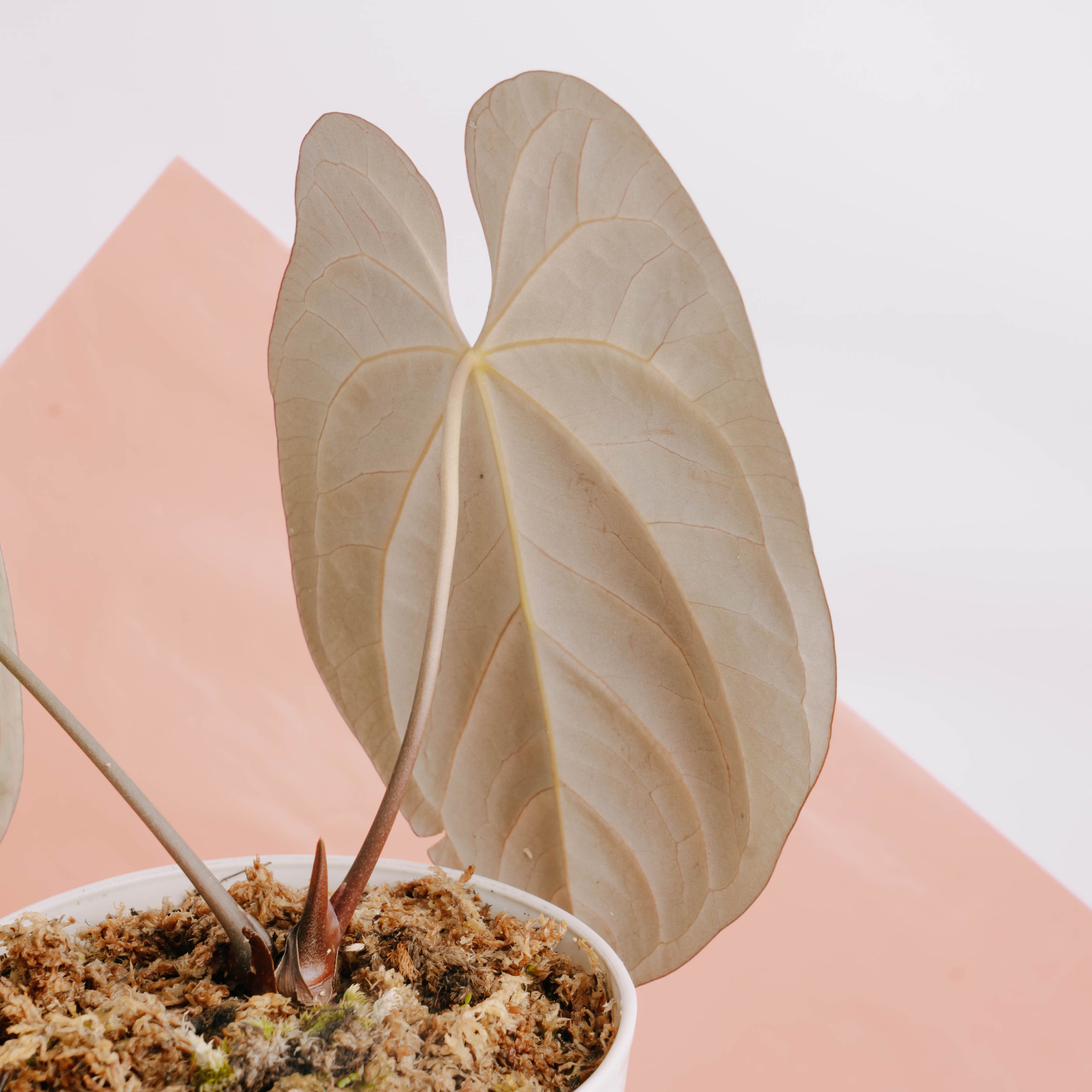Anthurium hoffmanii Hybrid