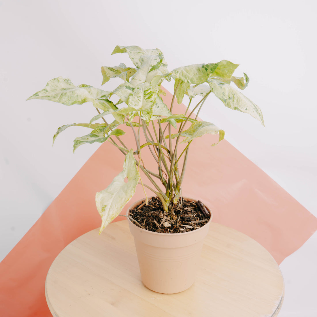 Syngonium freckles - Greenspaces.id